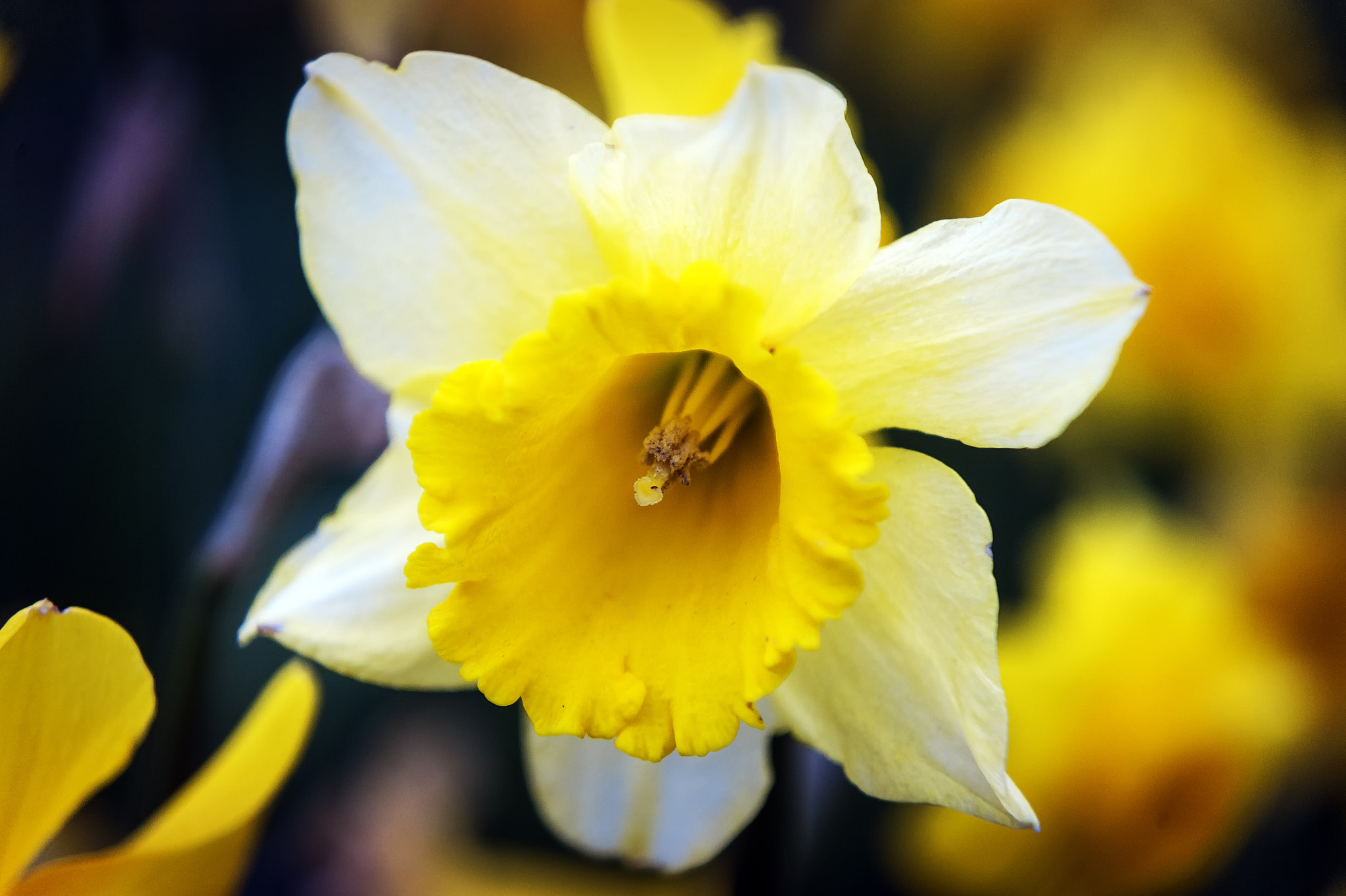 Nikon D3 sample photo. Bloom photography
