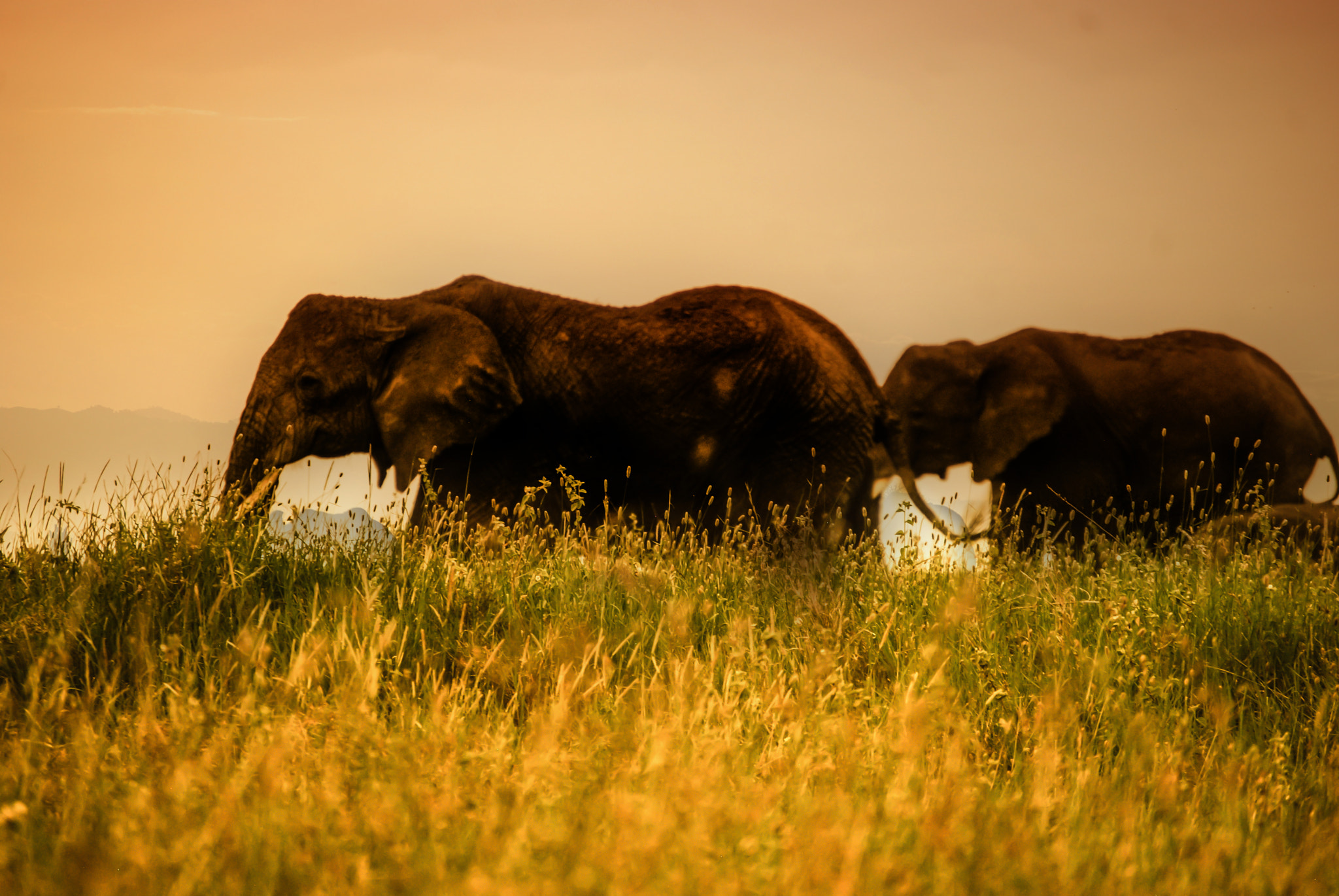 Nikon D40X sample photo. Elephants photography
