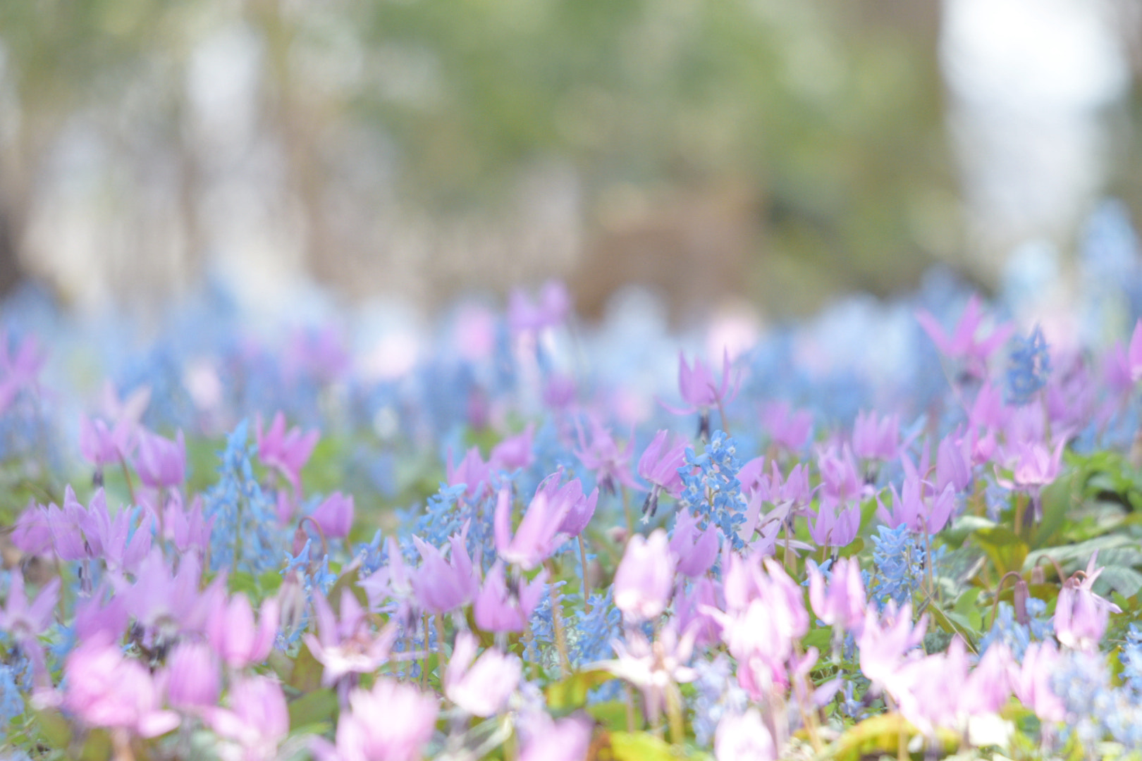 Sigma 120-400mm F4.5-5.6 DG OS HSM sample photo. カタクリ photography