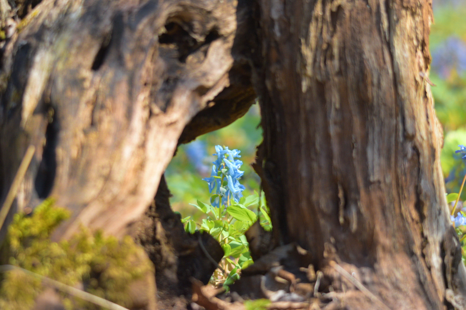 Sigma 120-400mm F4.5-5.6 DG OS HSM sample photo. エゾエンゴサク photography