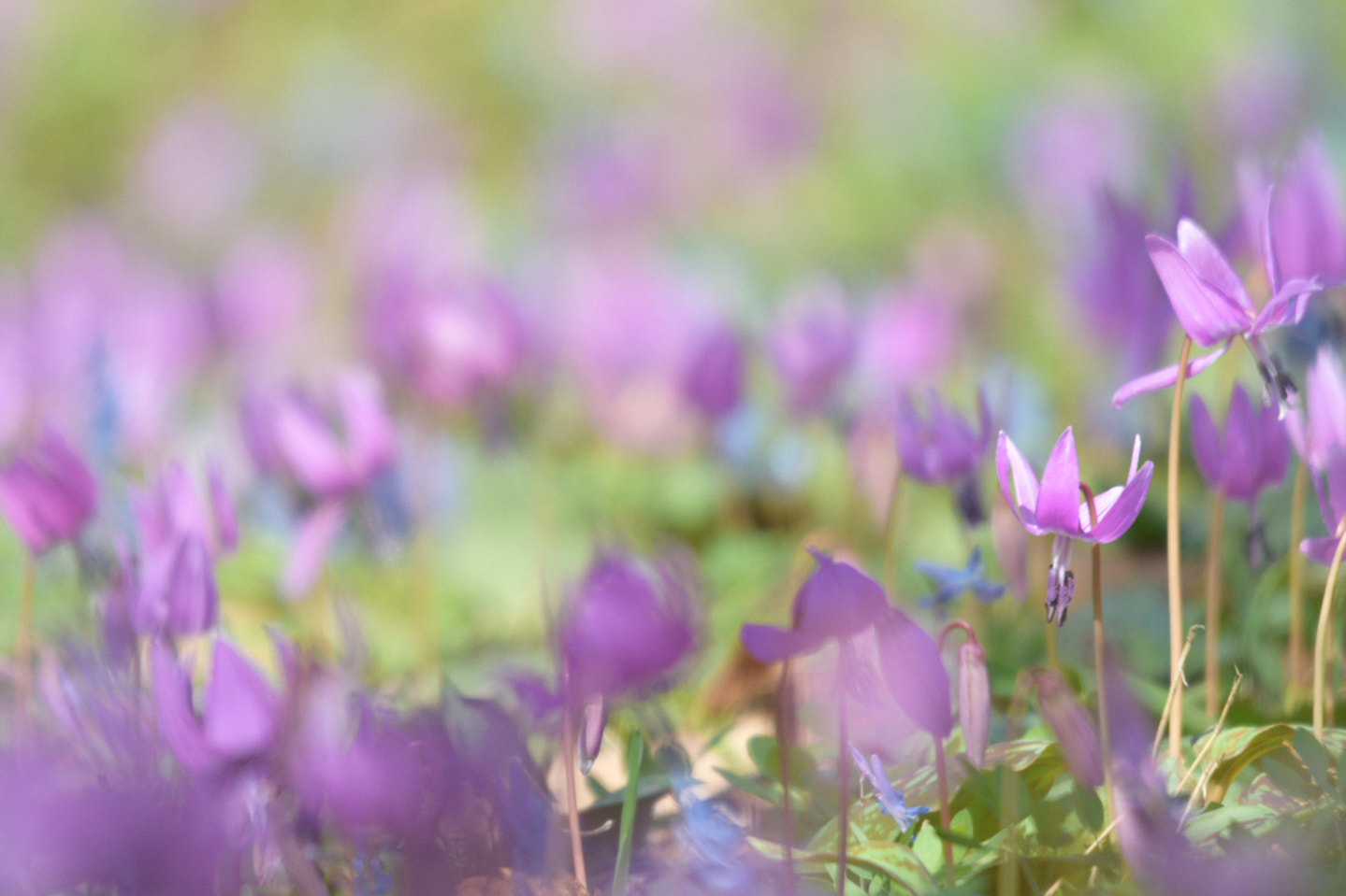 Sigma 120-400mm F4.5-5.6 DG OS HSM sample photo. カタクリ photography