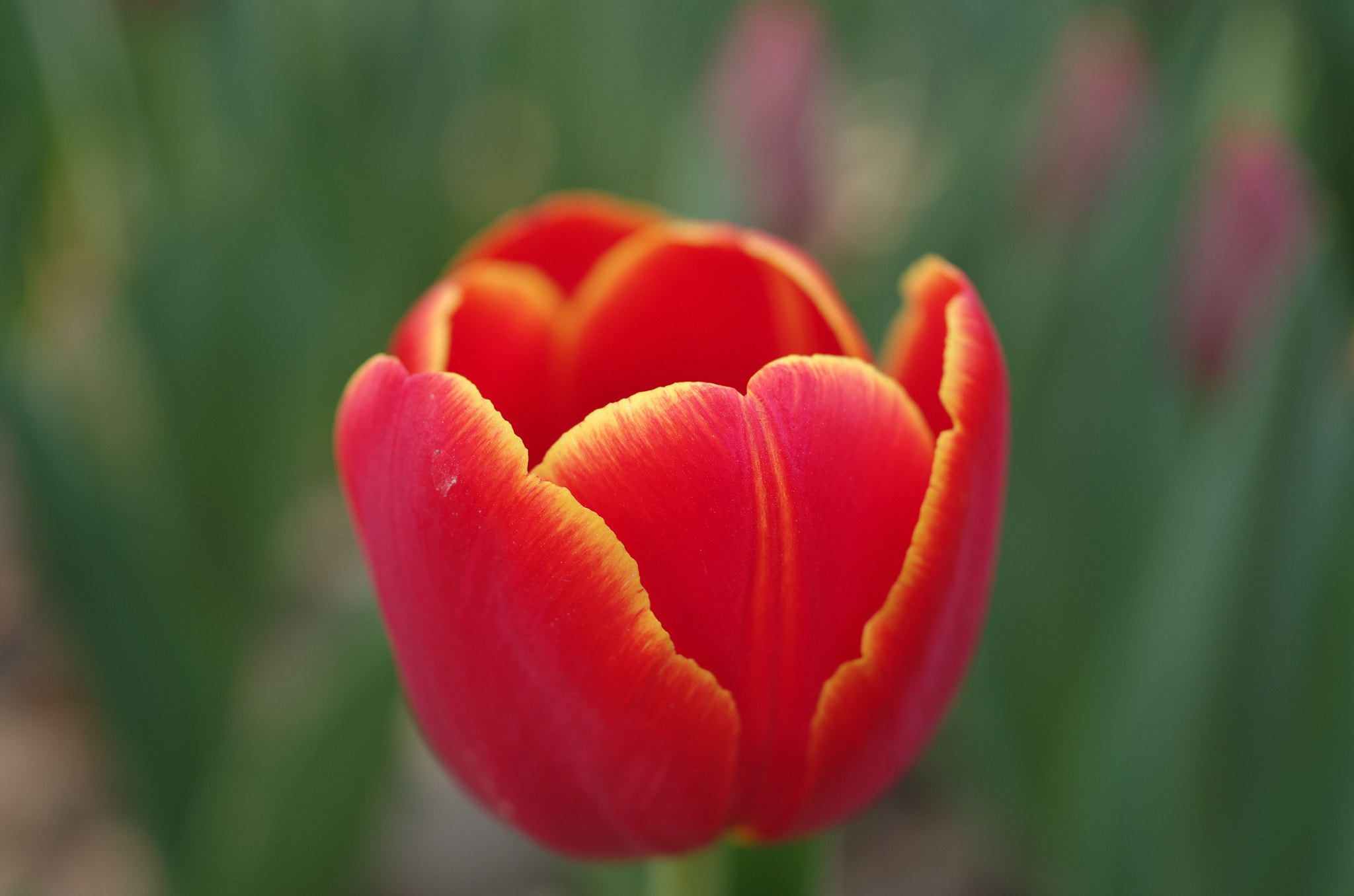 Pentax K-5 + HD Pentax DA 35mm F2.8 Macro Limited sample photo. Flower photography