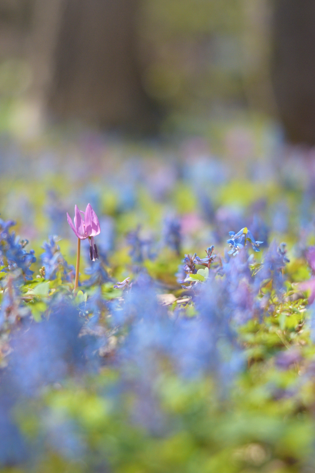 Sigma 120-400mm F4.5-5.6 DG OS HSM sample photo. カタクリ photography