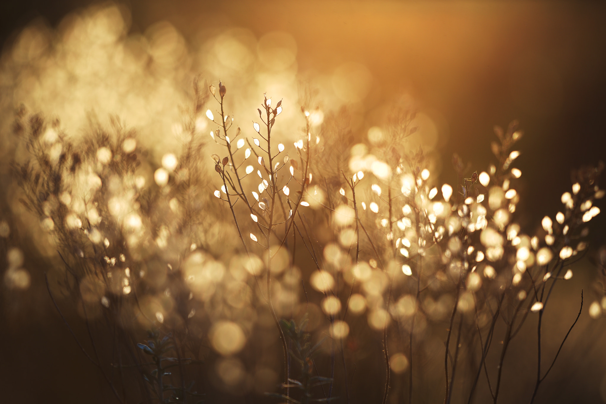 Sigma 150mm F2.8 EX DG Macro HSM sample photo. Evening bokeh (alyssum) photography