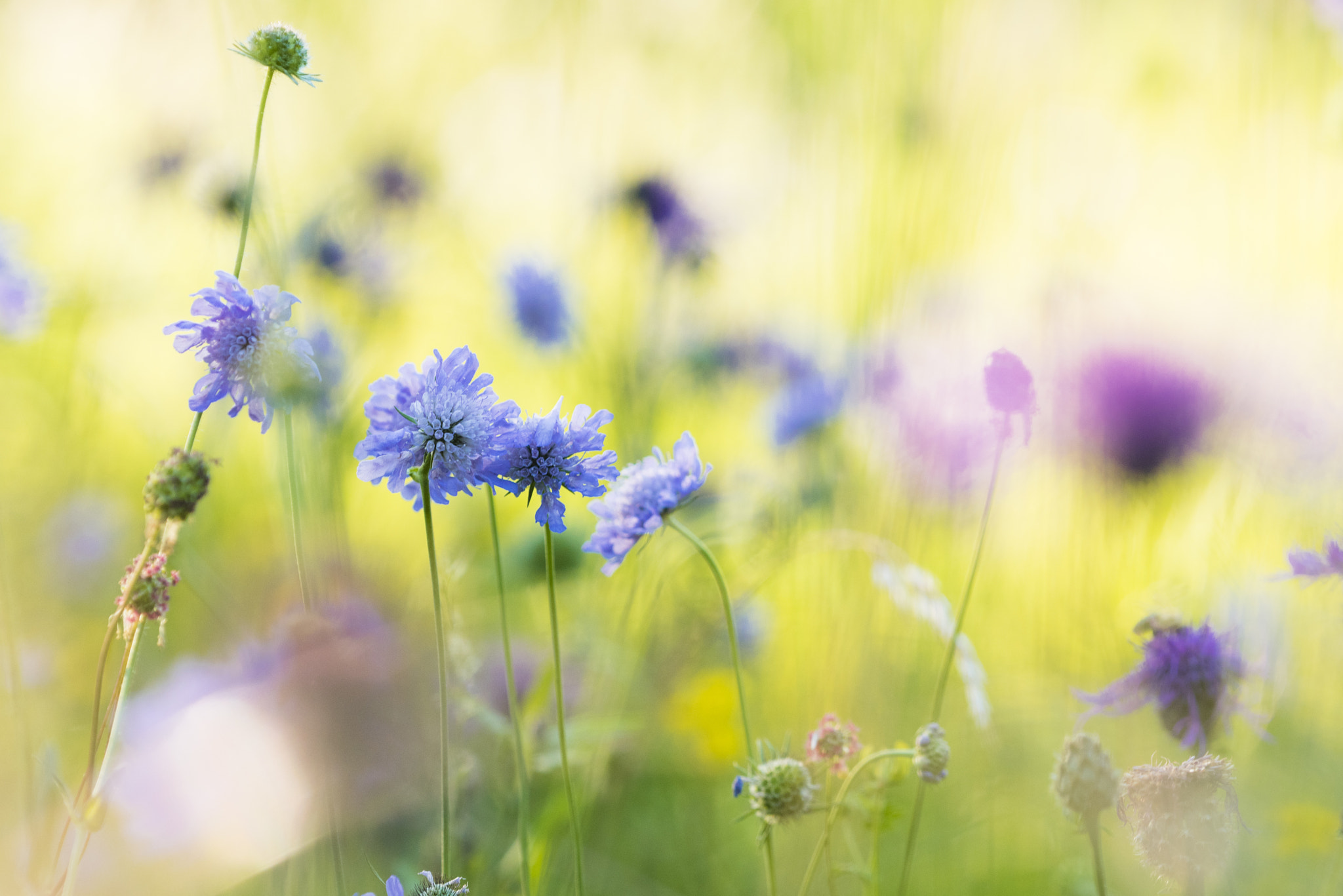 Nikon D750 + Nikon AF Micro-Nikkor 200mm F4D ED-IF sample photo. Summer dreams photography