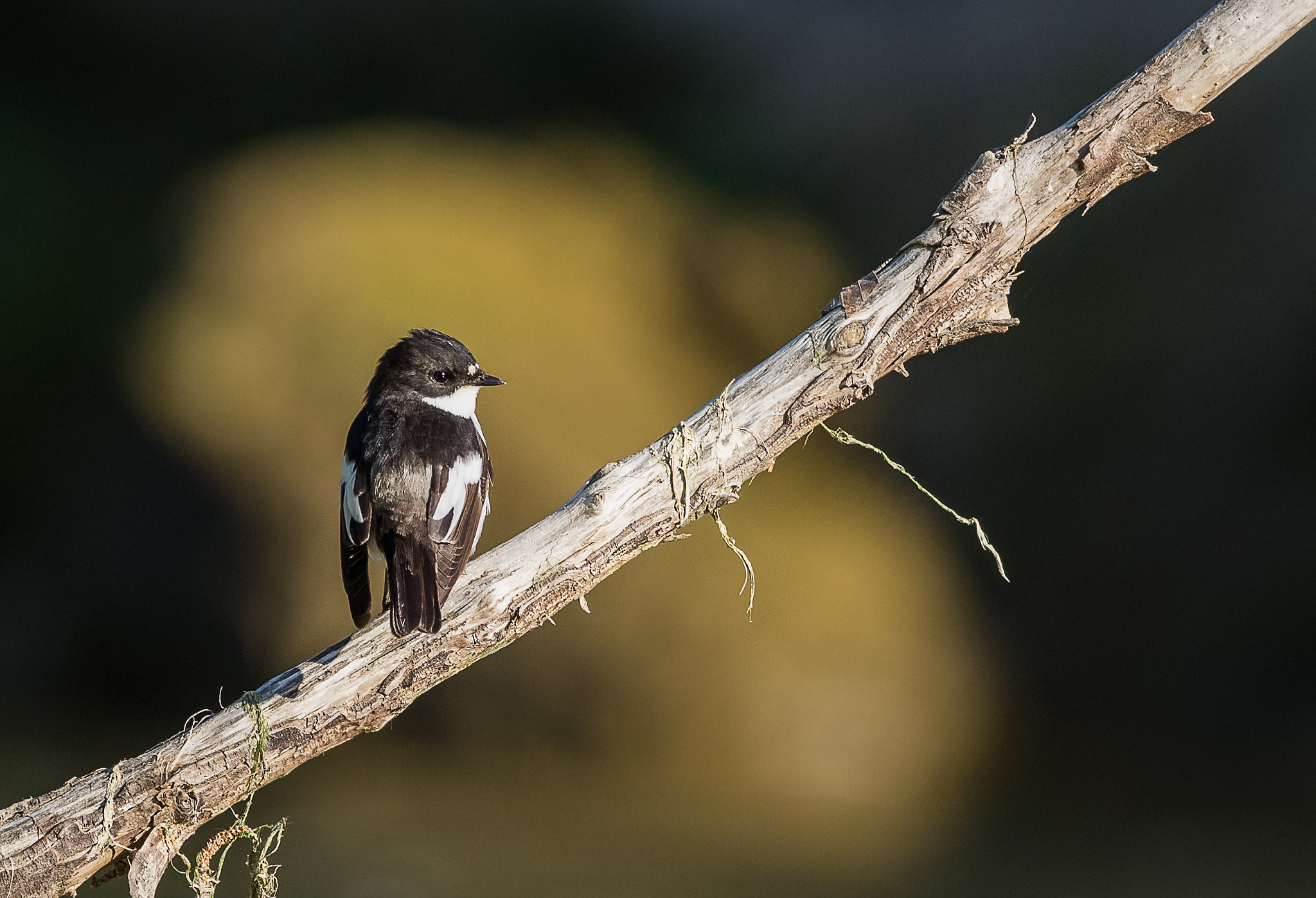 Pentax smc DA* 300mm F4.0 ED (IF) SDM sample photo. Gobemouche noir photography