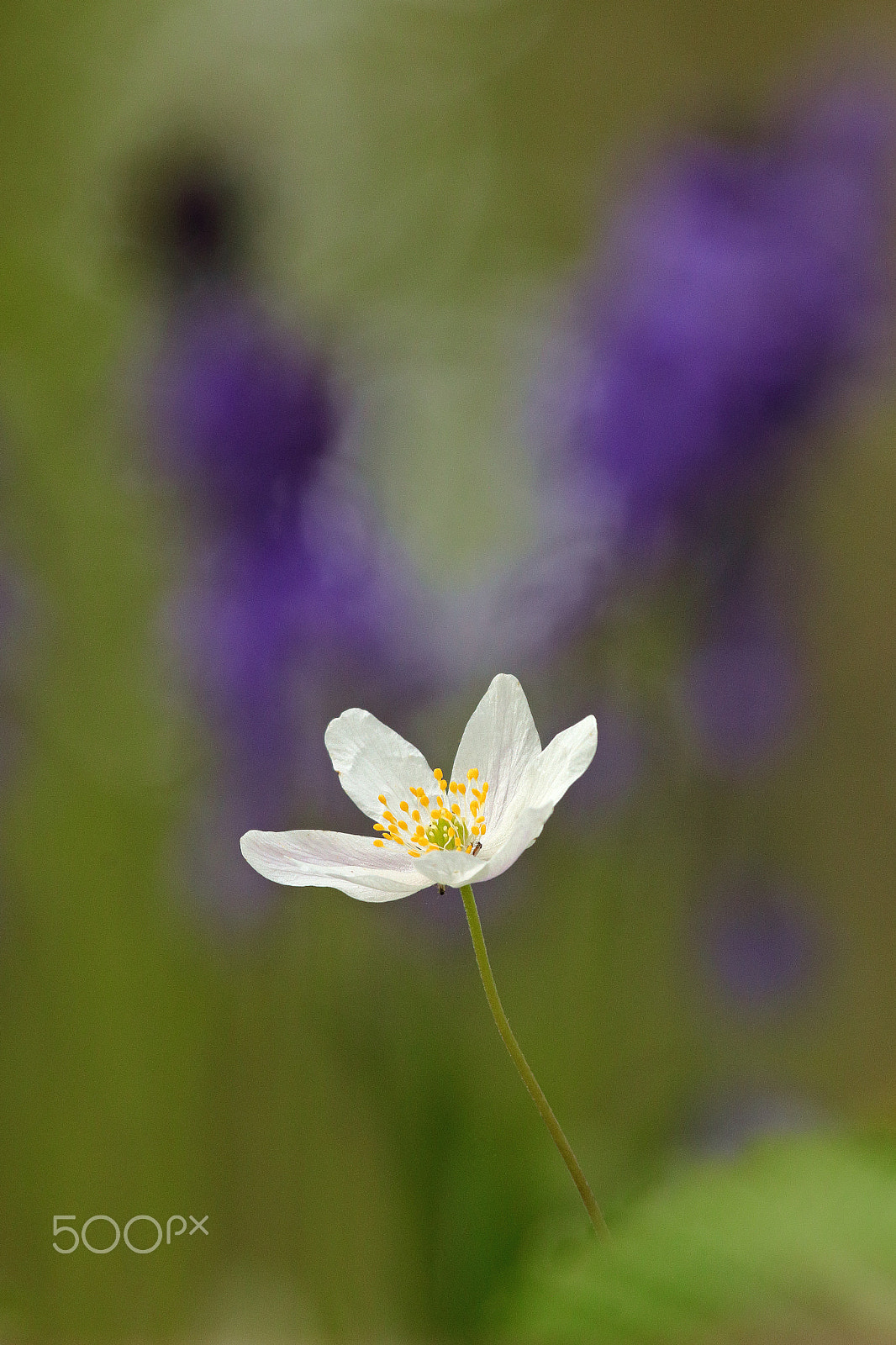 Canon EF 100-400mm F4.5-5.6L IS USM sample photo. Wood anemone photography