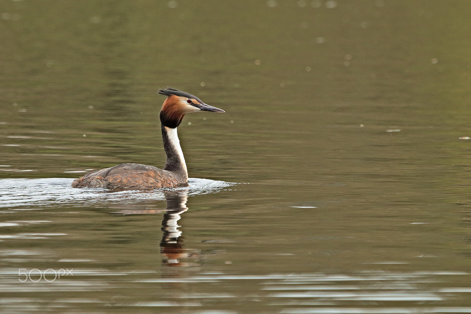 Canon EF 100-400mm F4.5-5.6L IS USM sample photo. Great crested grebe photography