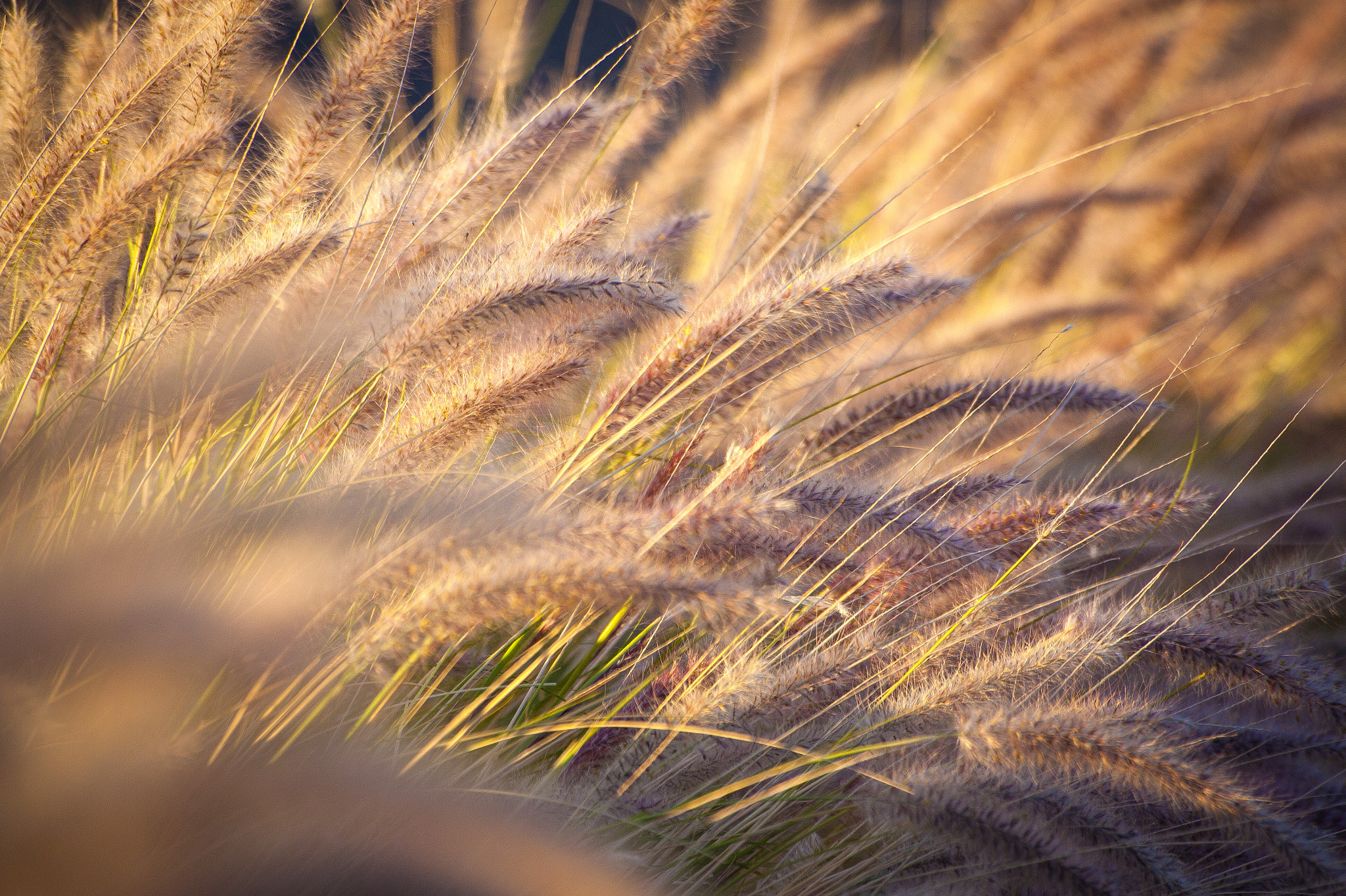 Sigma 70-300mm F4-5.6 APO DG Macro sample photo. Siente el viento entre vegetacion photography