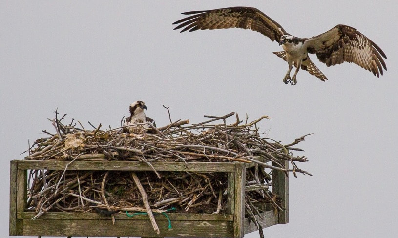 Canon EF 100-400mm F4.5-5.6L IS II USM sample photo. Osprey returning home. island beach state park, nj. photography