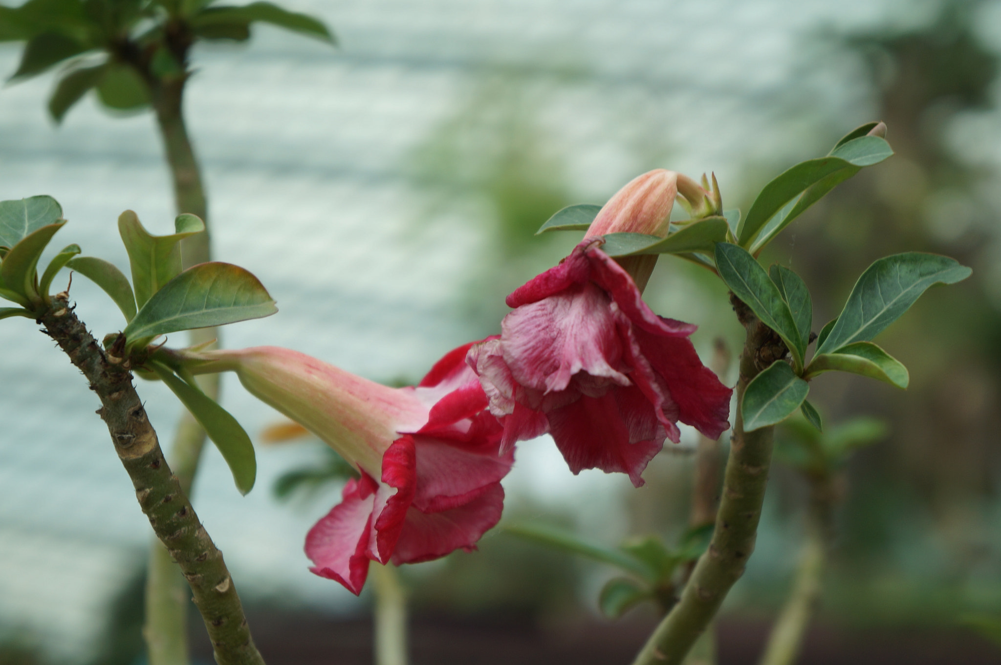 Sony E 18-55mm F3.5-5.6 OSS sample photo. This love photography