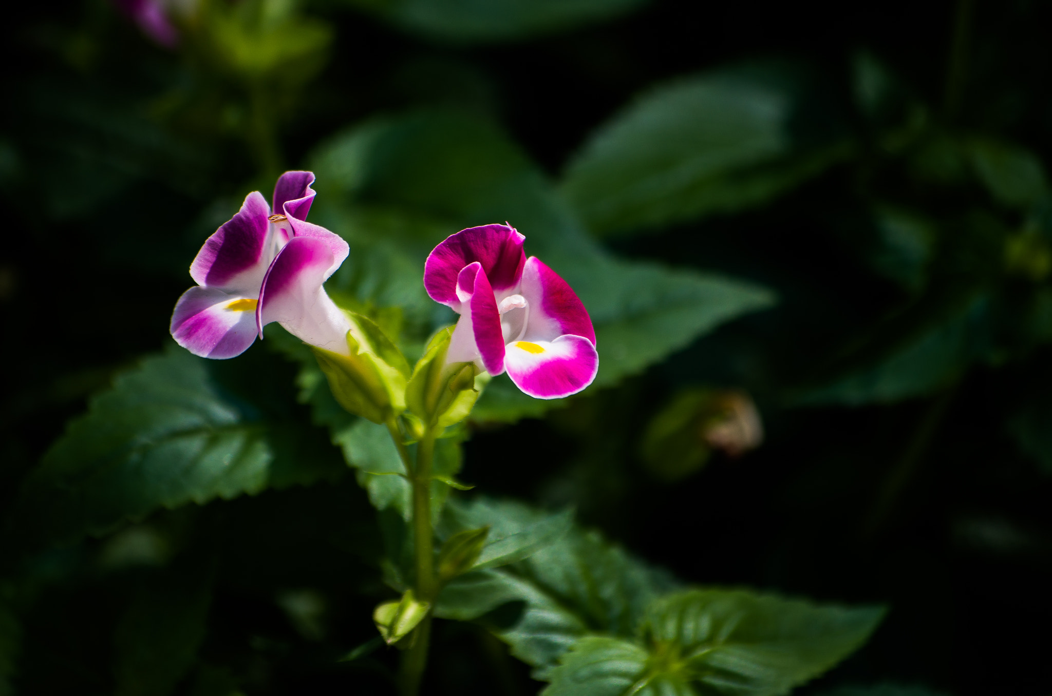 Pentax K-30 sample photo. Torenia photography