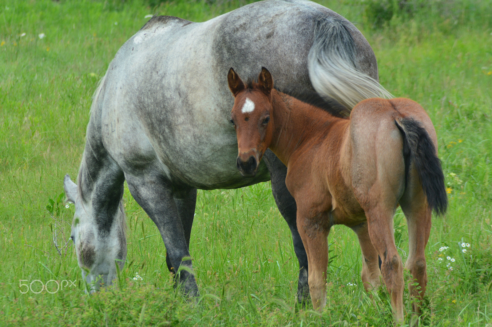 Nikon AF Nikkor 70-300mm F4-5.6G sample photo. The new kid on the block photography