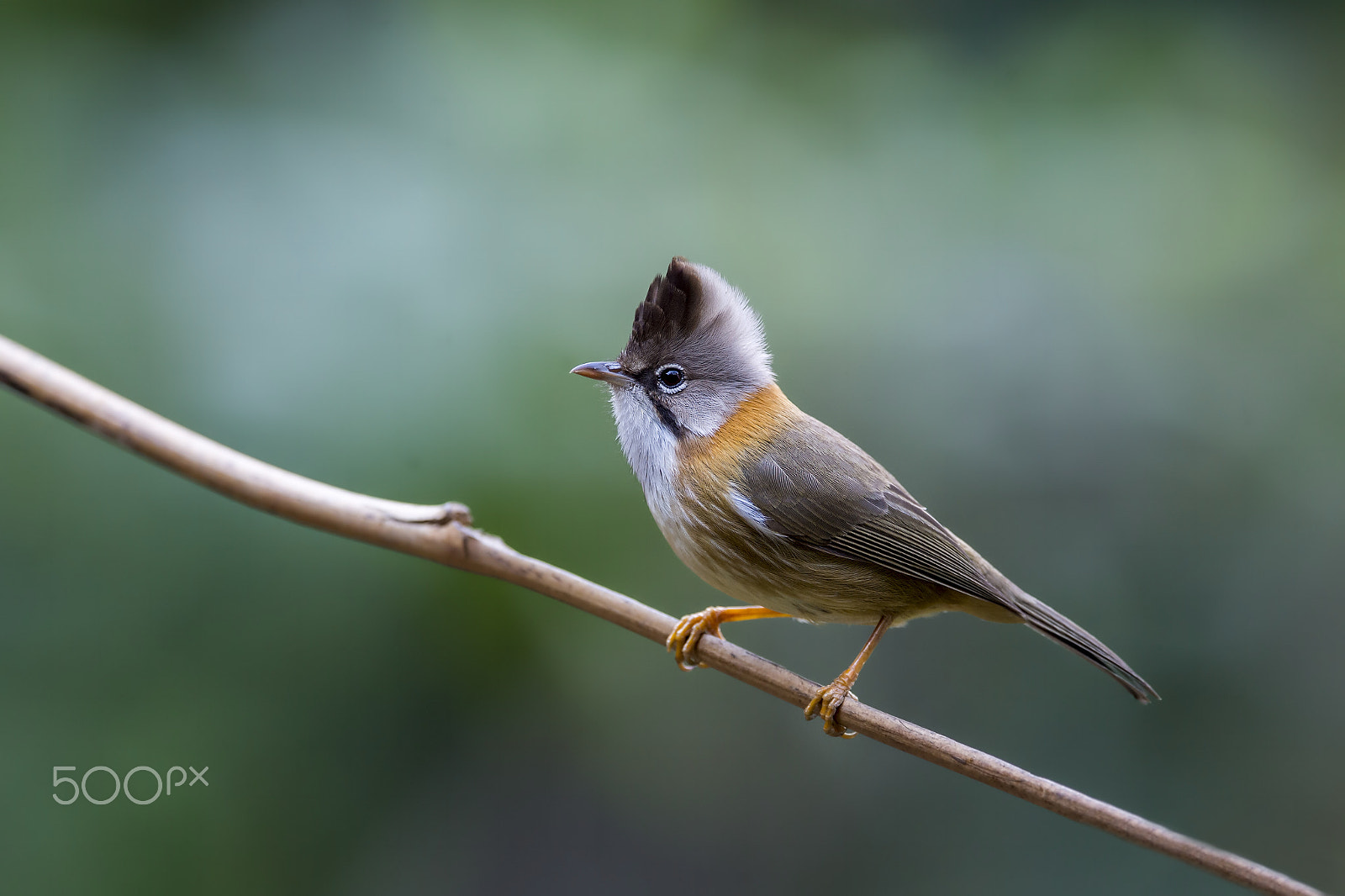 Nikon D4 sample photo. Whiskered yuhina photography