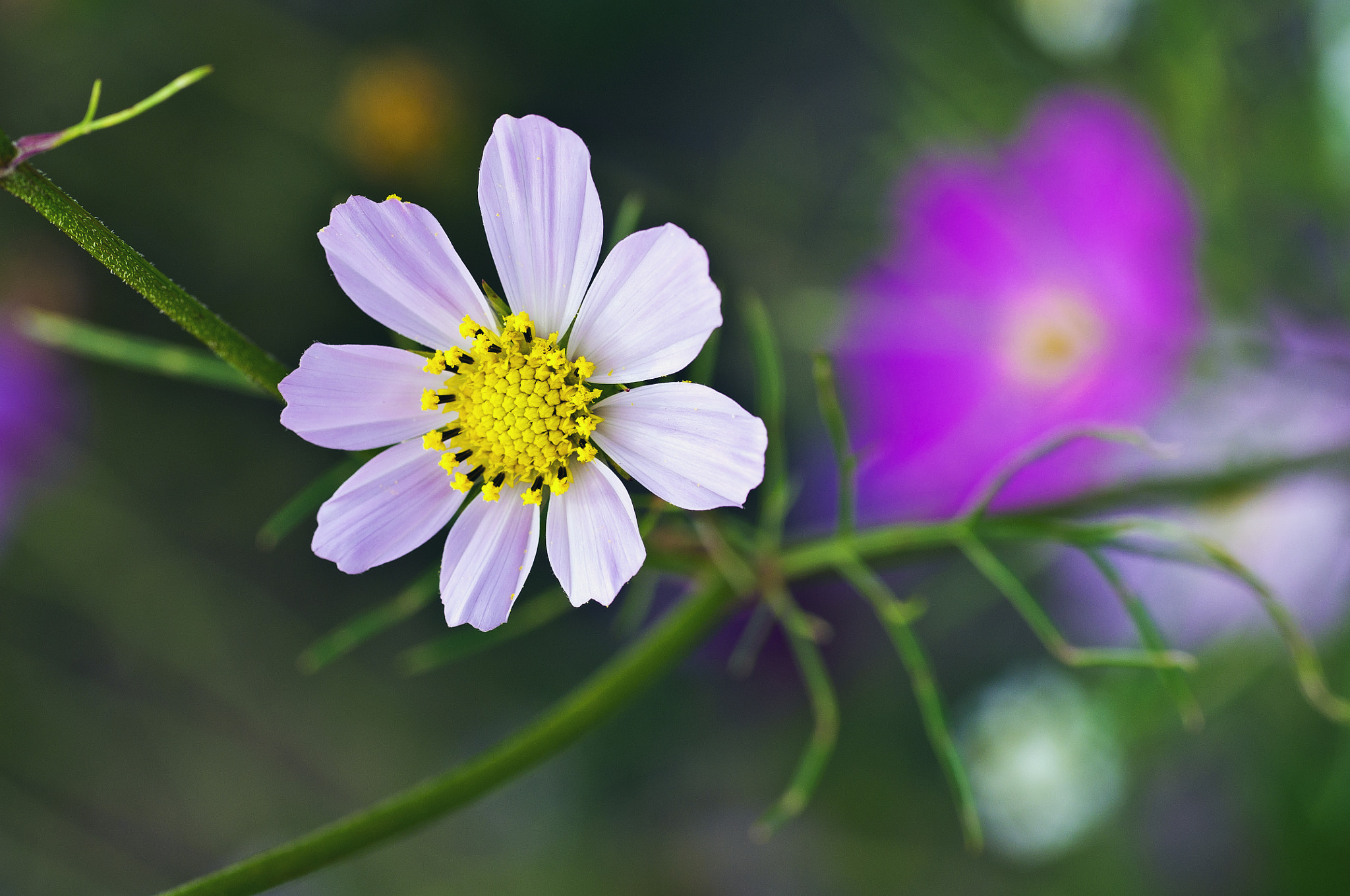 Pentax K-r + Sigma sample photo. Cosmos photography