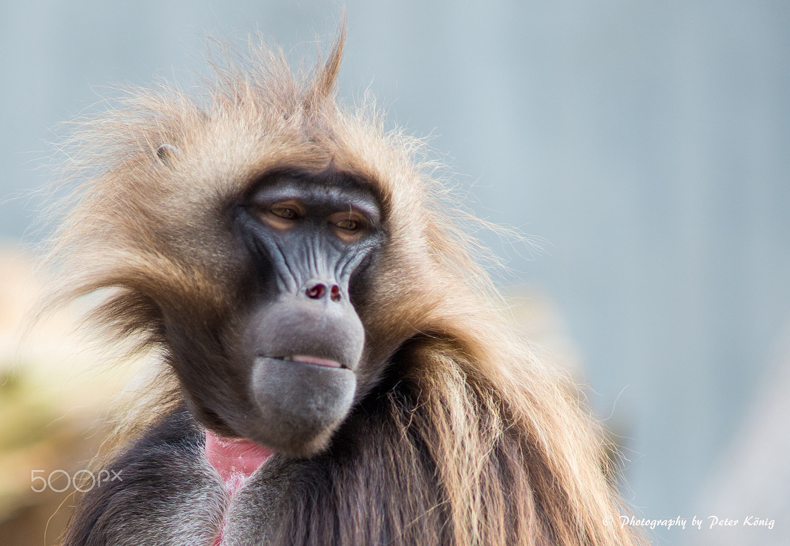 Nikon D600 + AF Nikkor 300mm f/4 IF-ED sample photo. I am the boss photography