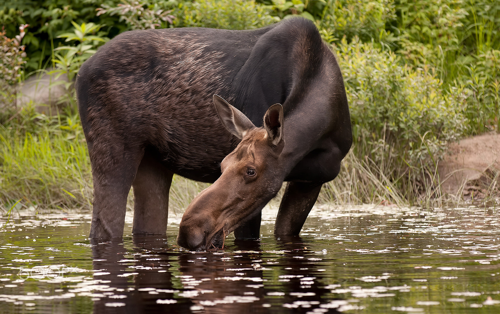 Canon EOS 40D + Canon EF 70-200mm F2.8L IS II USM sample photo. My dinner with a moose - algonquin park photography