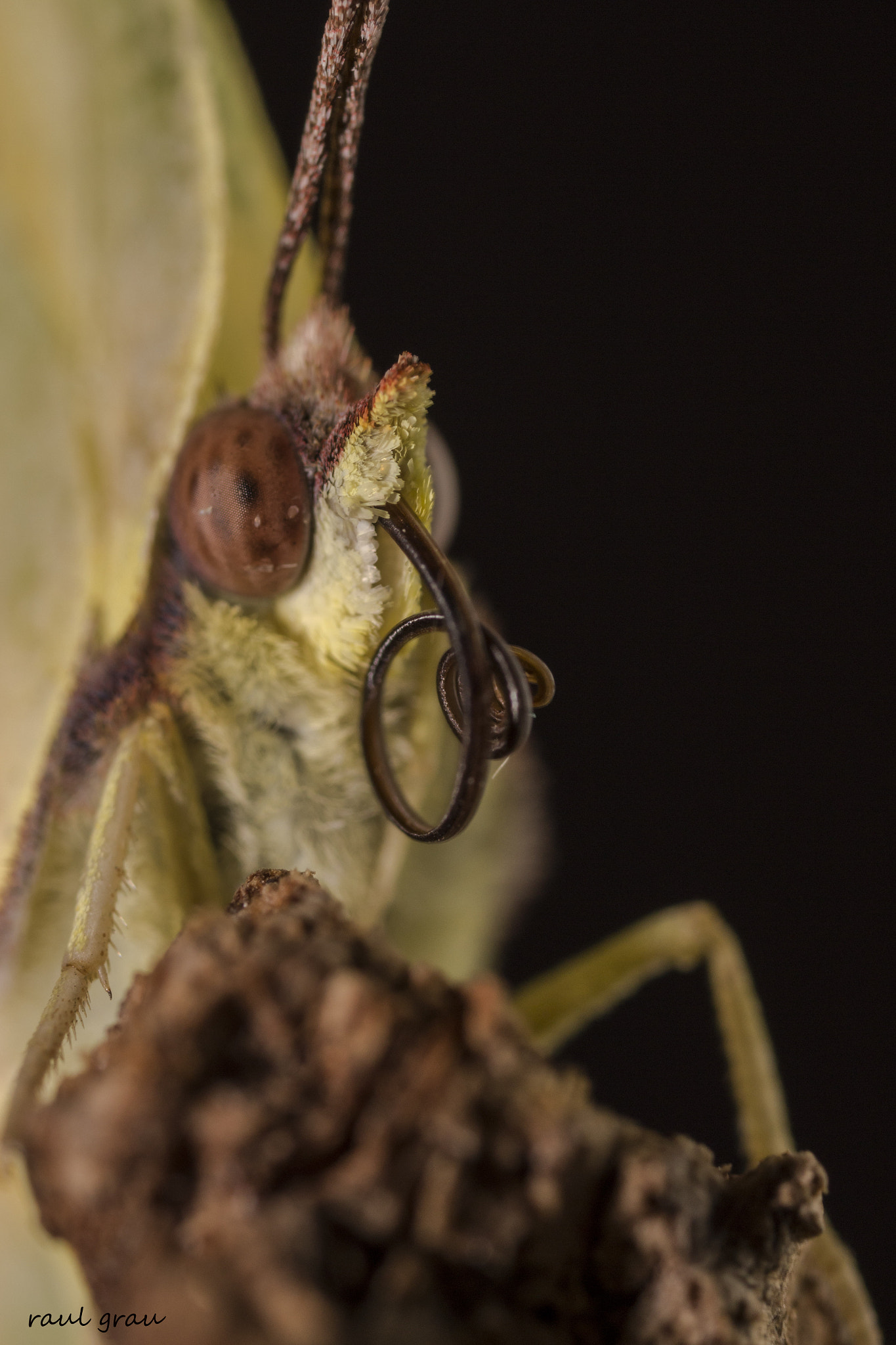 Canon MP-E 65mm F2.5 1-5x Macro Photo sample photo. La lengua de la mariposa photography