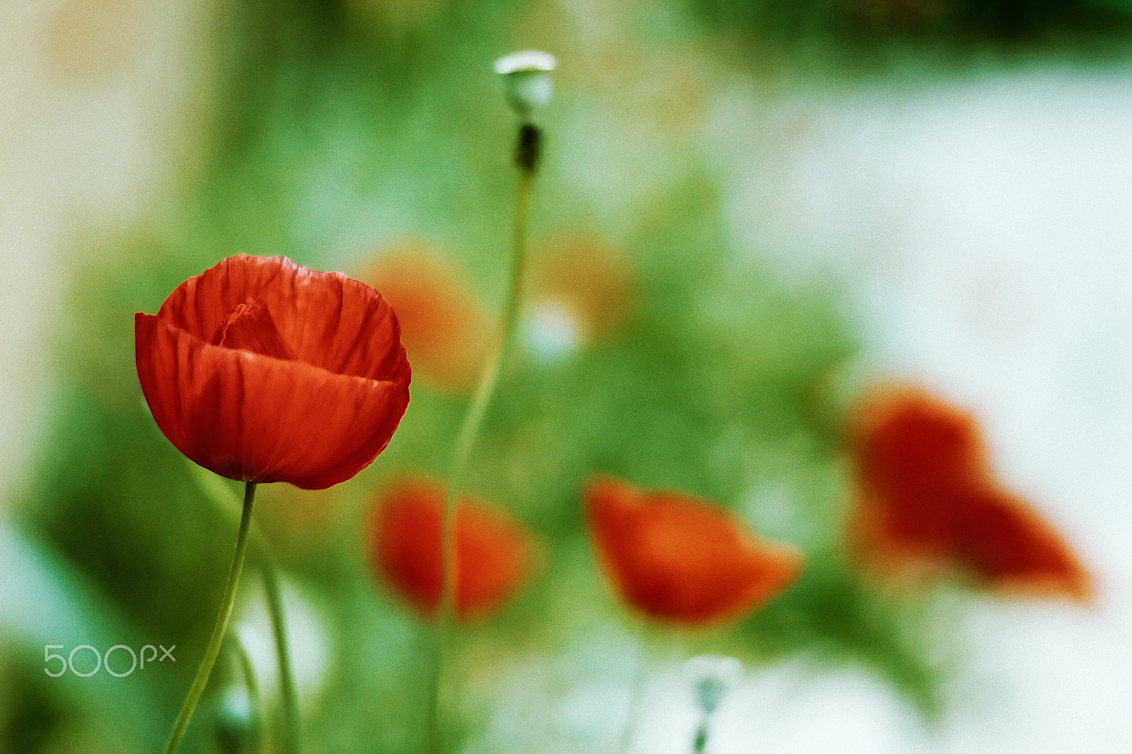 Sony a99 II + Sony 85mm F2.8 SAM sample photo. Poppy. photography