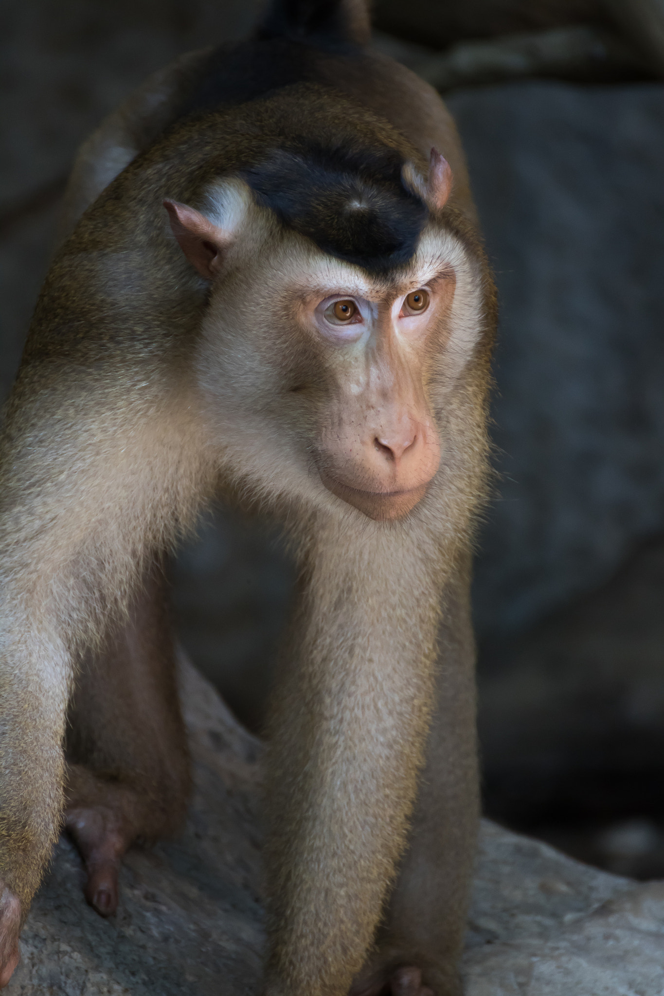 Tamron SP 35mm F1.8 Di VC USD sample photo. Monkey no.01 photography