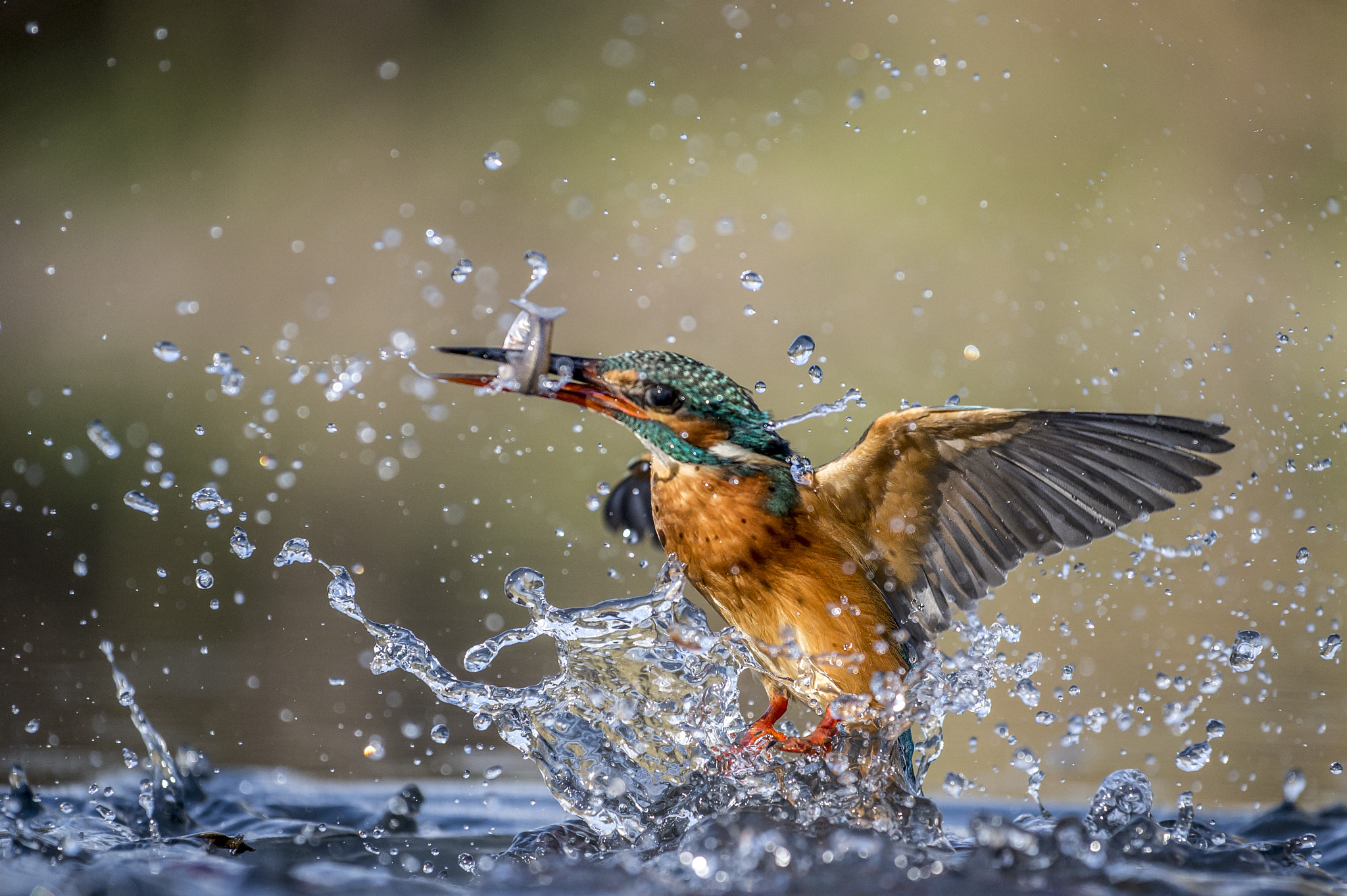 Nikon AF-S Nikkor 70-200mm F4G ED VR sample photo. Kingfisher photography