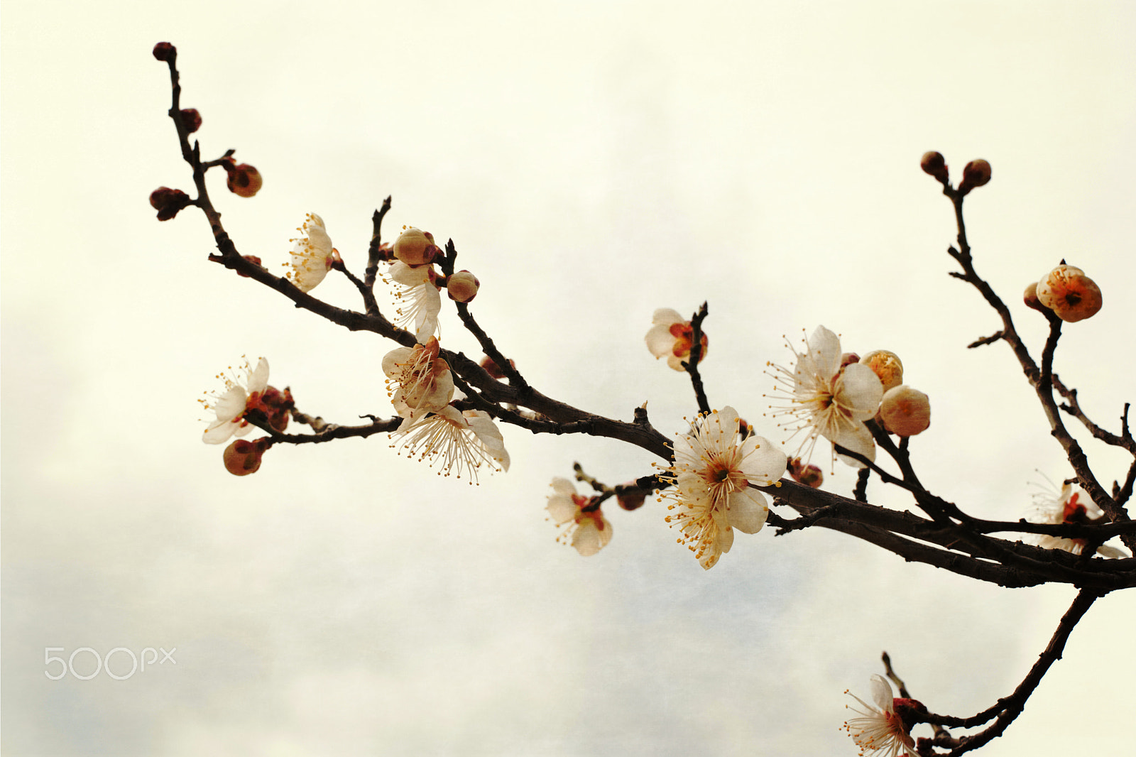 Samsung NX500 + Samsung NX 30mm F2 Pancake sample photo. Apricot blossom photography