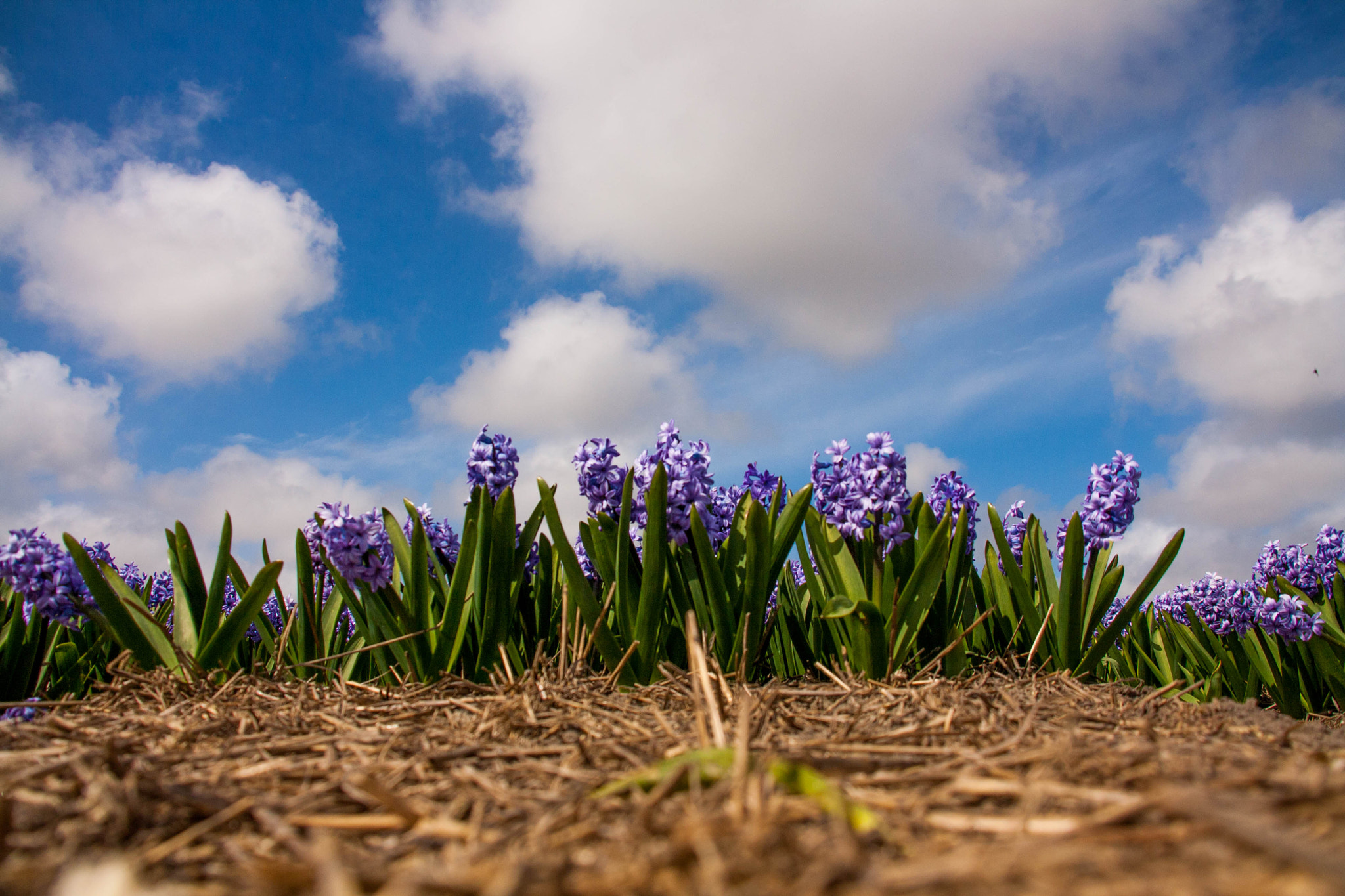 Sigma 18-200mm f/3.5-6.3 DC OS sample photo. Purple hyacinth & blue sky photography