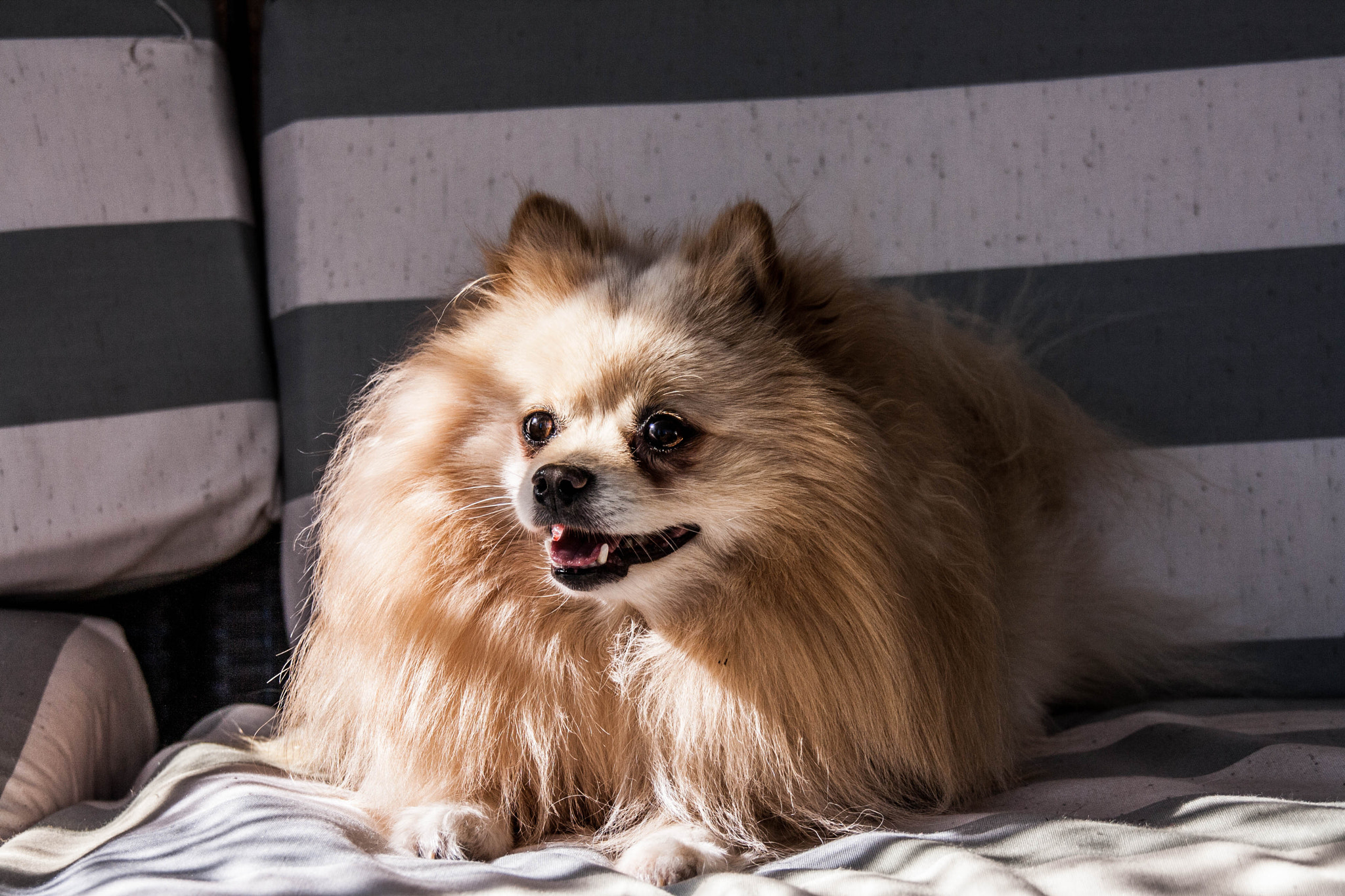 Sigma 18-200mm f/3.5-6.3 DC OS sample photo. Chico enjoying spring time! photography