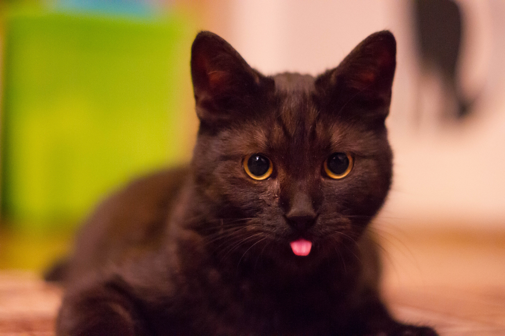 Sony Alpha DSLR-A550 + Minolta AF 50mm F1.7 sample photo. ... photography