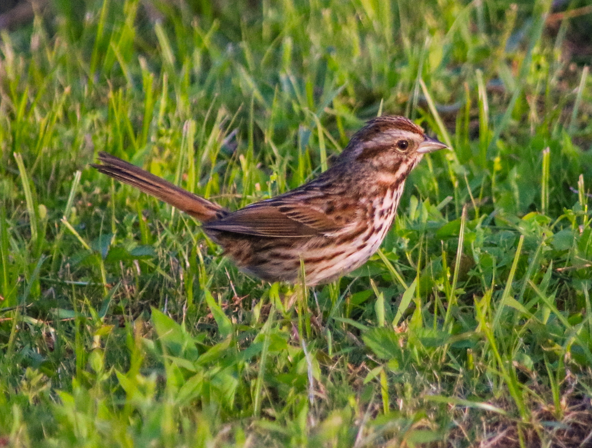 Canon EOS 760D (EOS Rebel T6s / EOS 8000D) + Canon 200-500mm sample photo. Nature in our backyard with the sparrow. photography