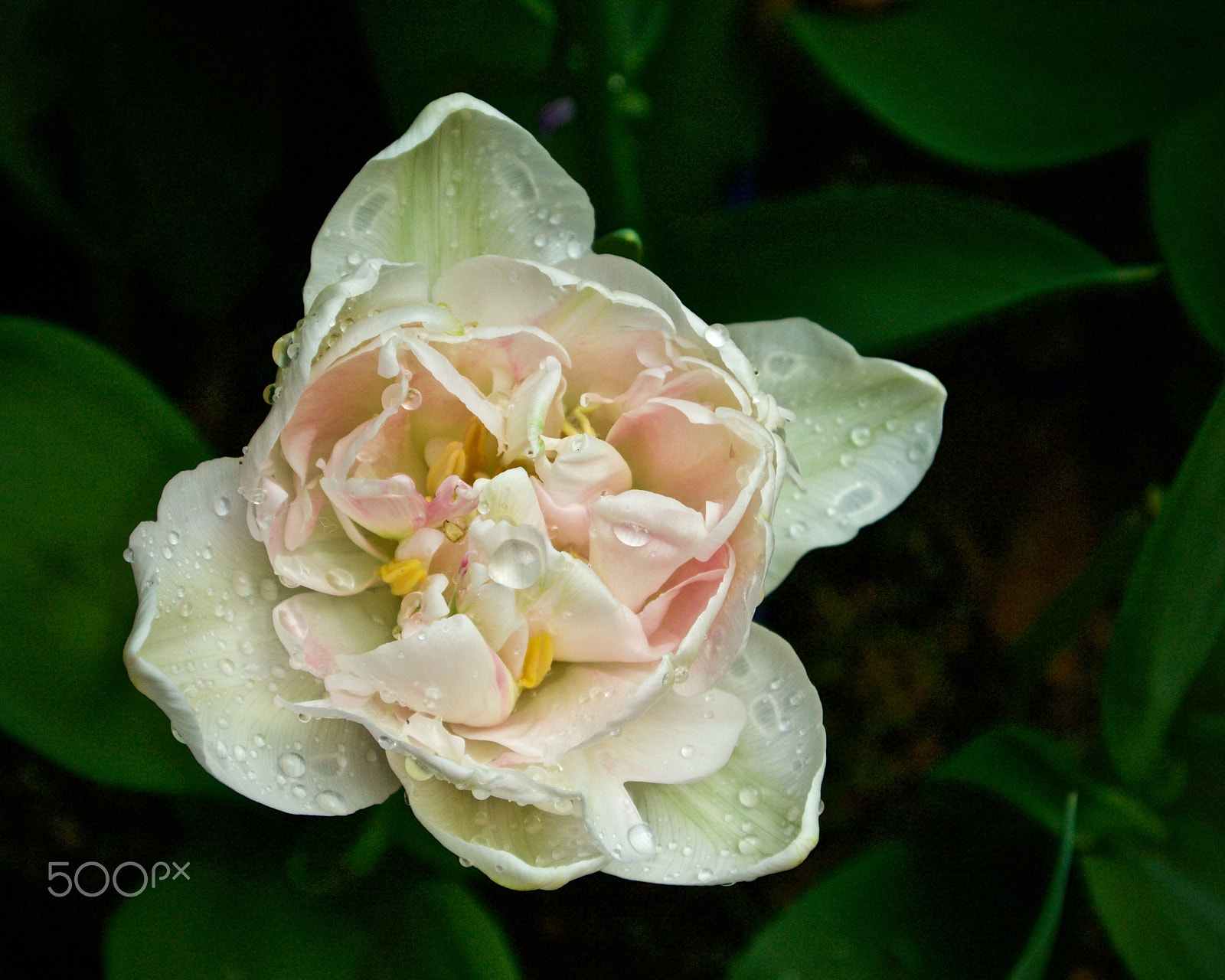 Nikon 1 J2 sample photo. After the rain... (2) photography