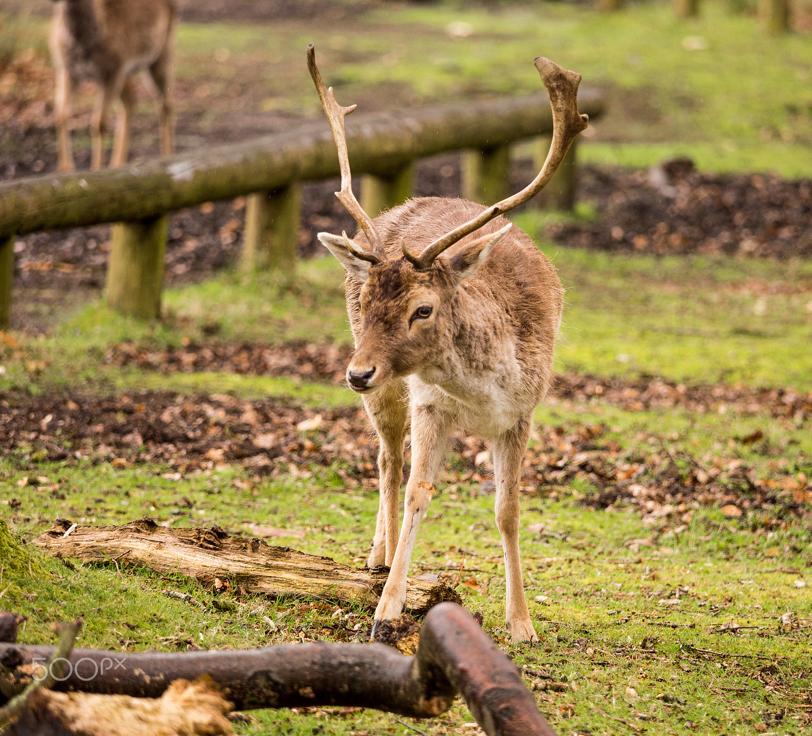 Olympus OM-D E-M5 + Olympus M.Zuiko Digital ED 40-150mm F2.8 Pro sample photo. Fallow deer at dunham massey, altrincham, ukuk photography