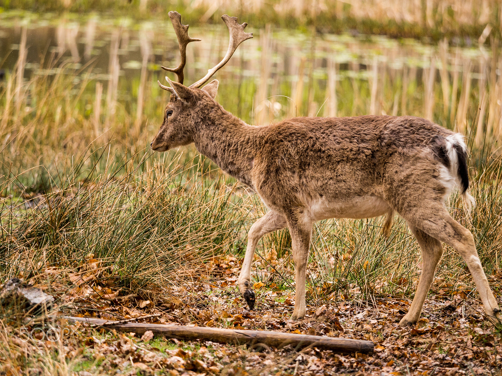Olympus OM-D E-M5 + Olympus M.Zuiko Digital ED 40-150mm F2.8 Pro sample photo. Fallow deer at dunham massey, altrincham, ukuk photography