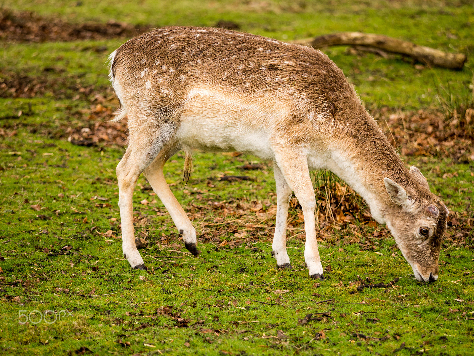 Olympus OM-D E-M5 + Olympus M.Zuiko Digital ED 40-150mm F2.8 Pro sample photo. Fallow deer at dunham massey, altrincham, ukuk photography