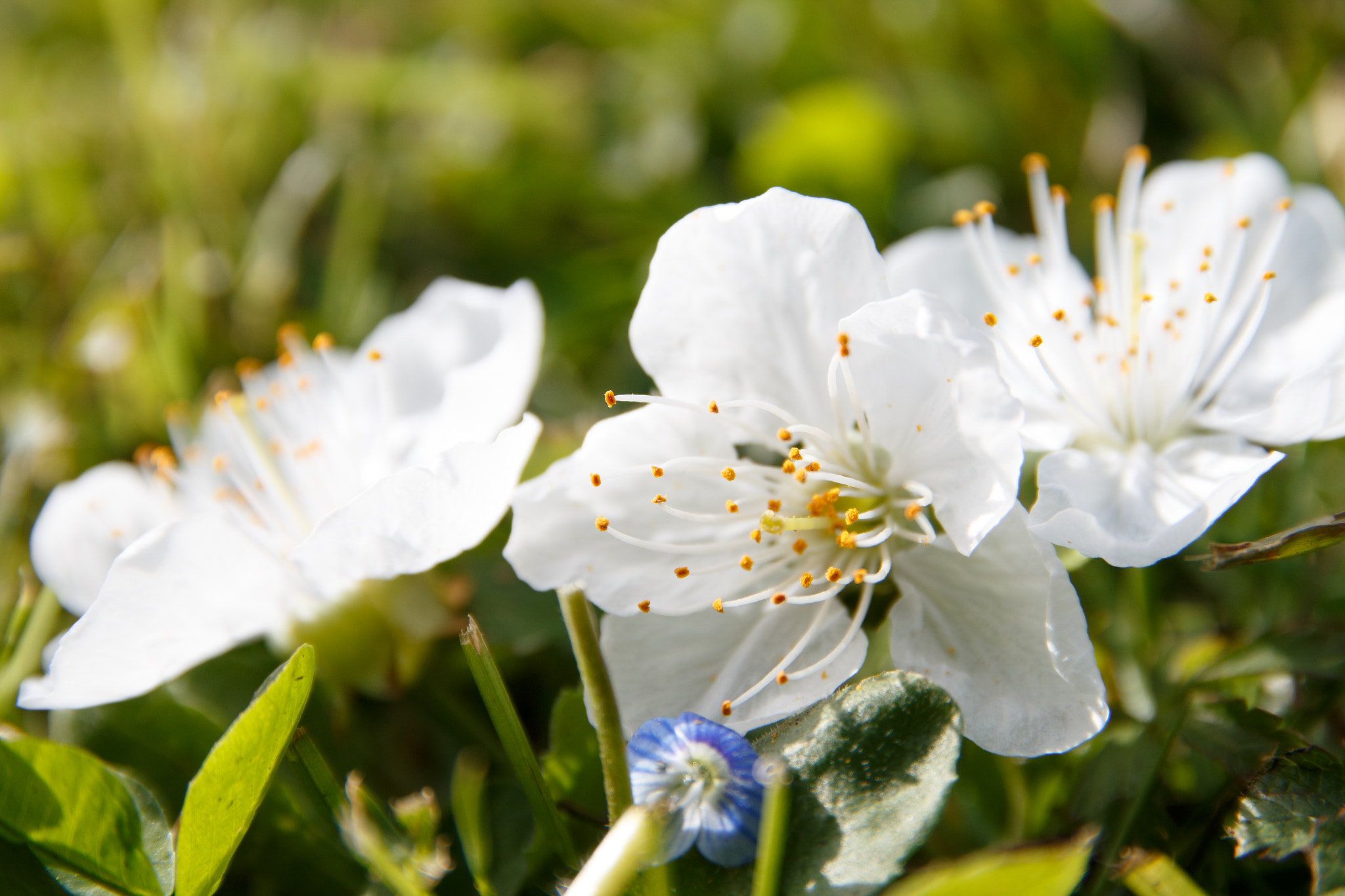 Canon EOS 70D + Canon EF 500mm F4L IS USM sample photo. Flowers photography