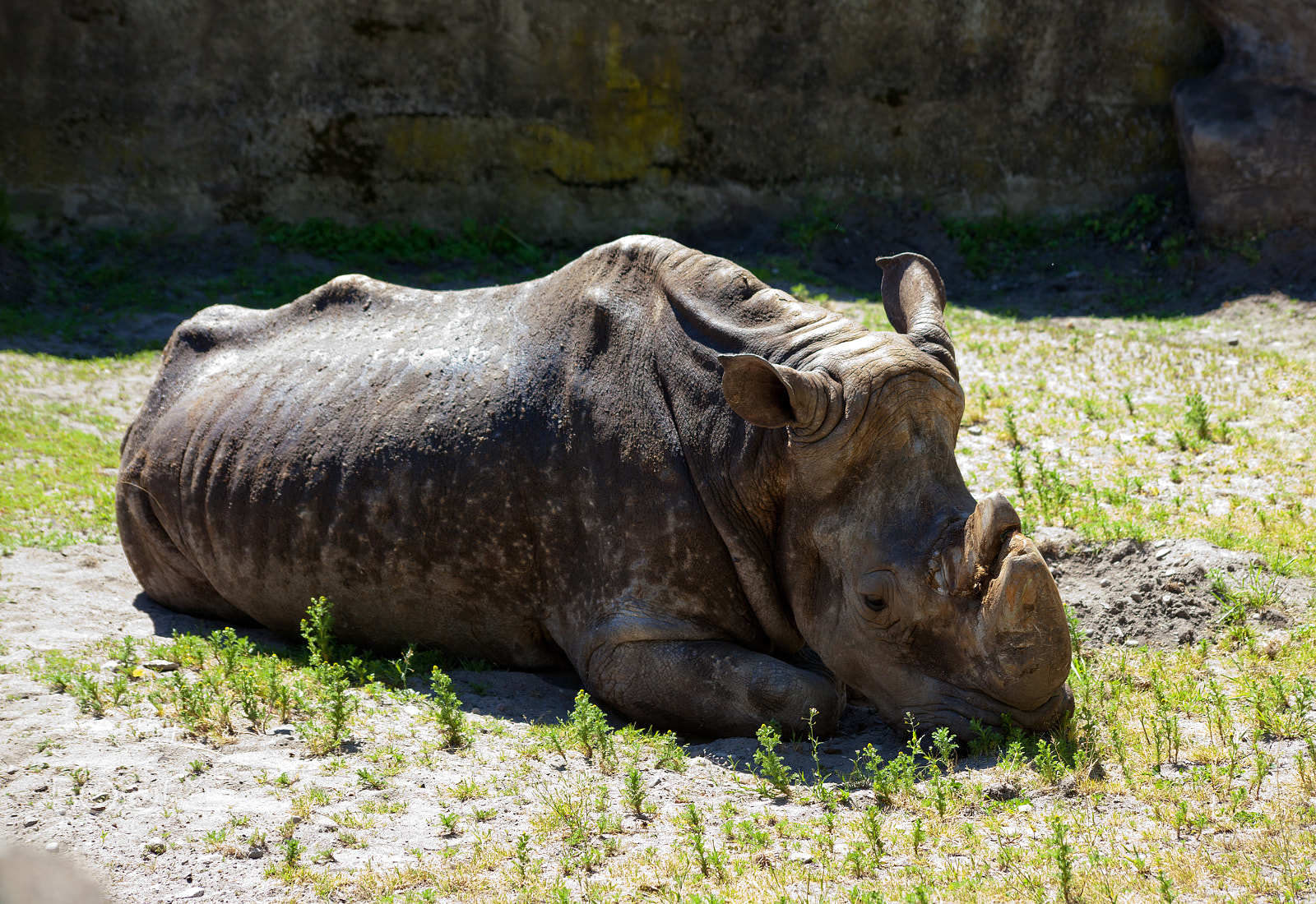 Sigma 70-300mm F4-5.6 APO DG Macro sample photo. Grey rhinoceros in city zoo photography