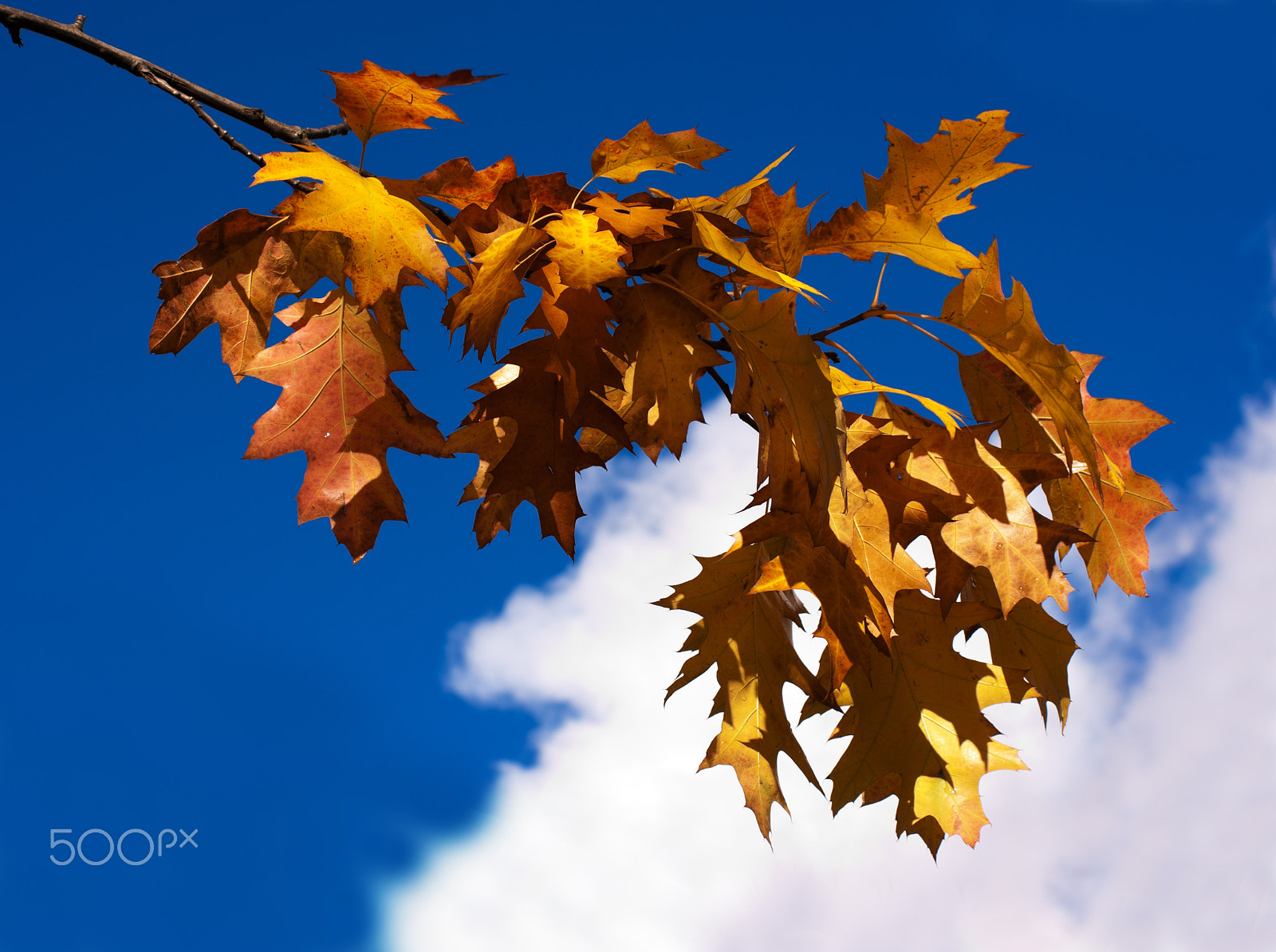 Sigma 50-200mm F4-5.6 DC OS HSM sample photo. Branch with bright yellow autumn leaves photography