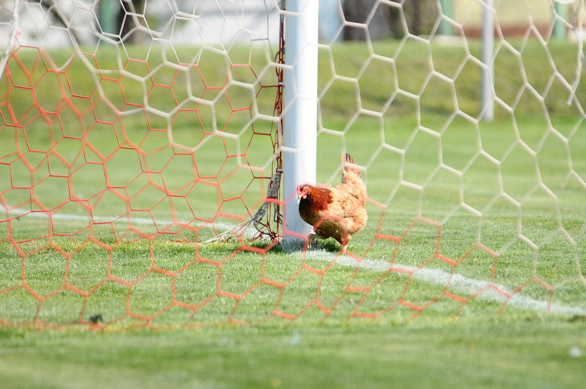 Nikon D300S sample photo. Goal! photography