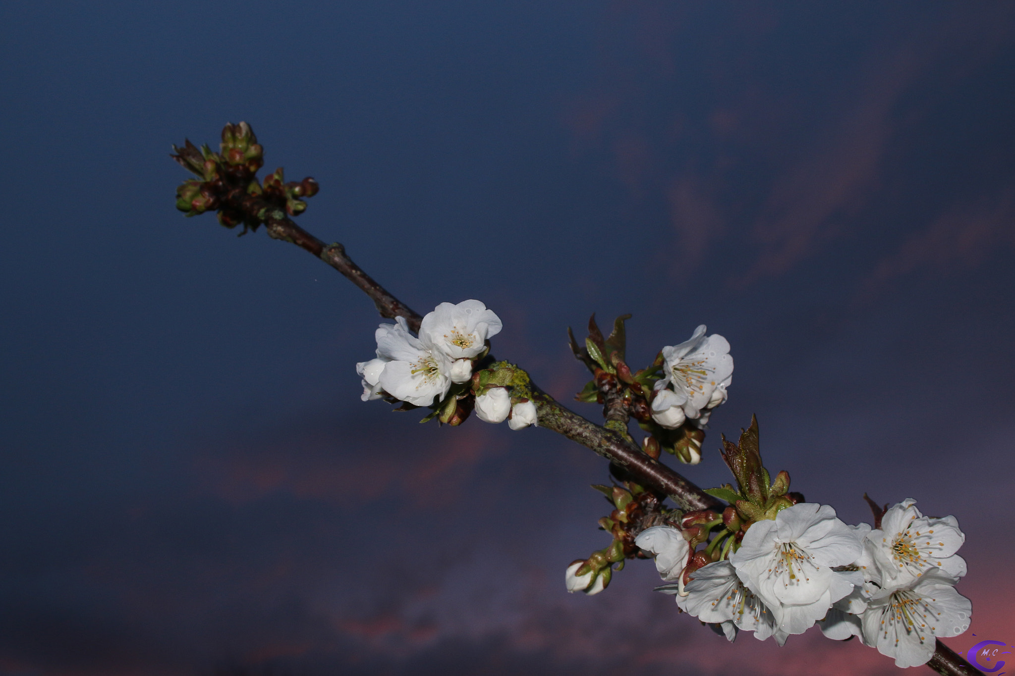 Canon EF-S 18-55mm F3.5-5.6 sample photo. Cerisier photography