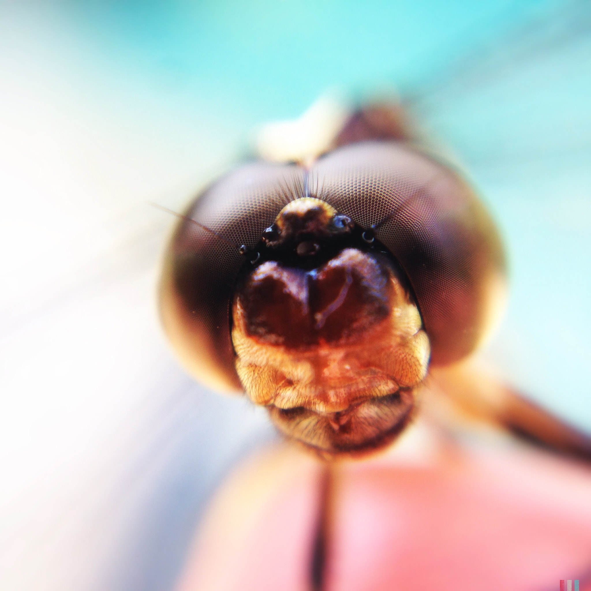 Hipstamatic 275 sample photo. Up close and personal with a dragonfly photography