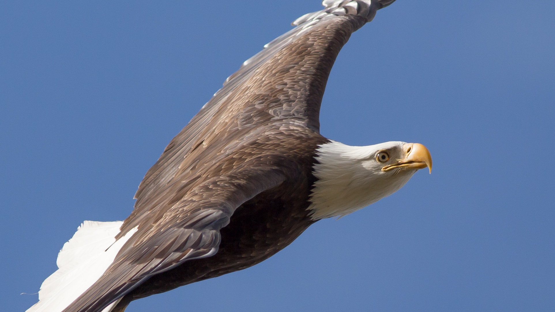 Canon EOS 6D + Canon EF 400mm F5.6L USM sample photo. Birds eye view photography