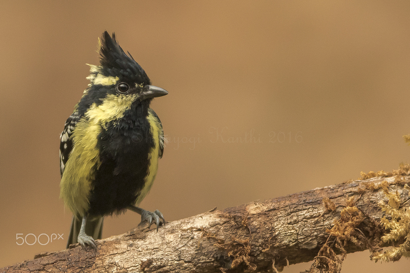 Canon EF 600mm f/4L IS sample photo. Indian yellow tit photography