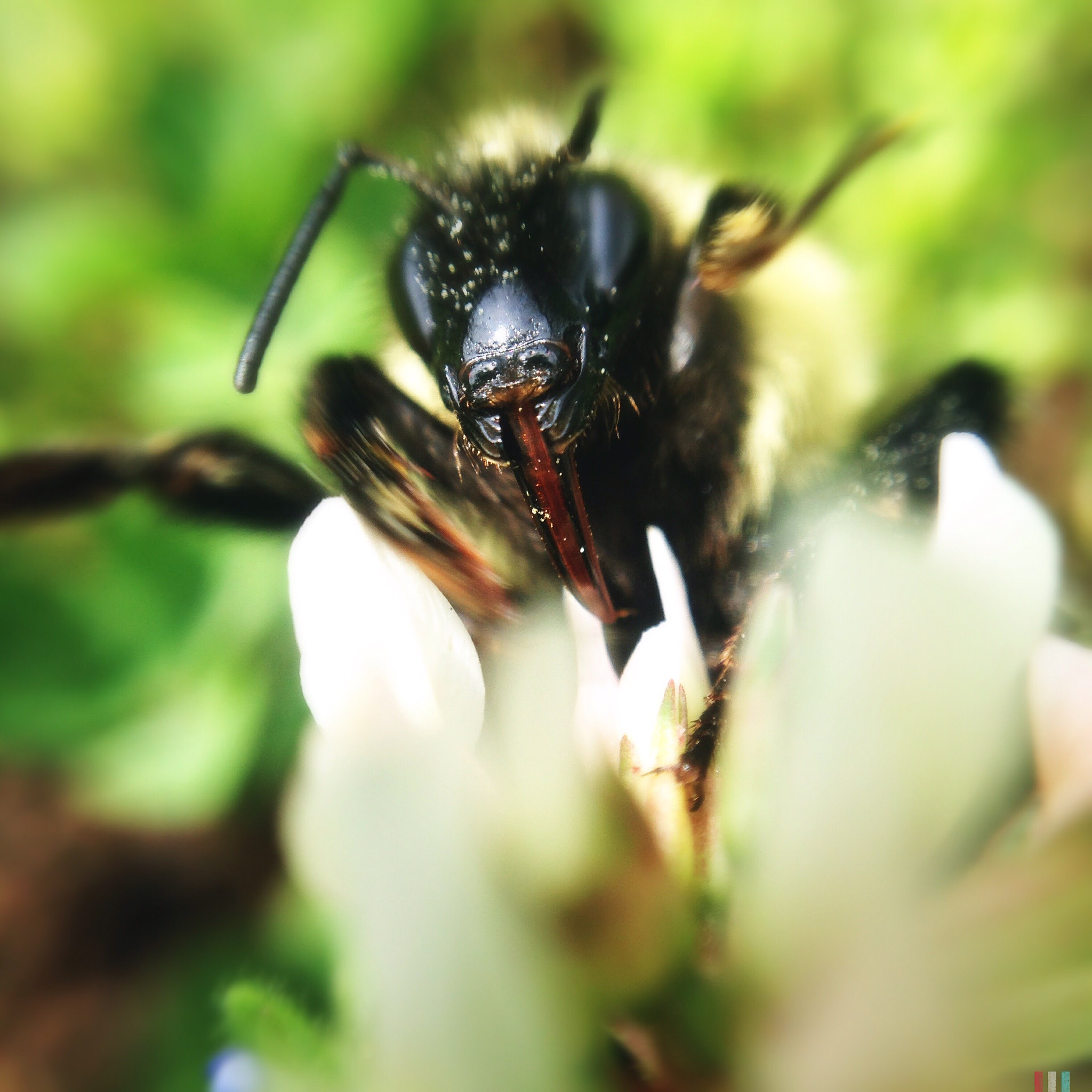 Hipstamatic 280 sample photo. Up close and personal of a bee getting pollen photography