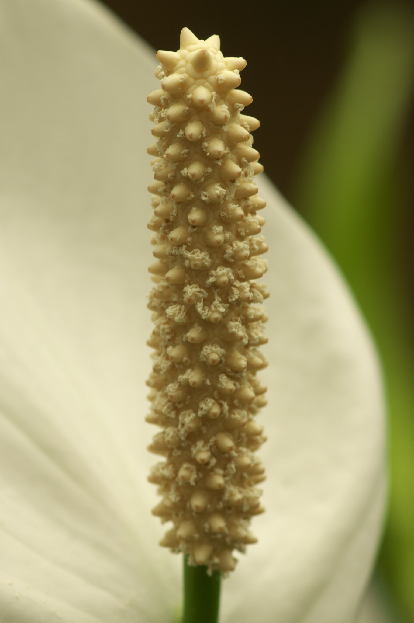 Pentax K-3 + Pentax smc D-FA 100mm F2.8 Macro WR sample photo. Monument photography