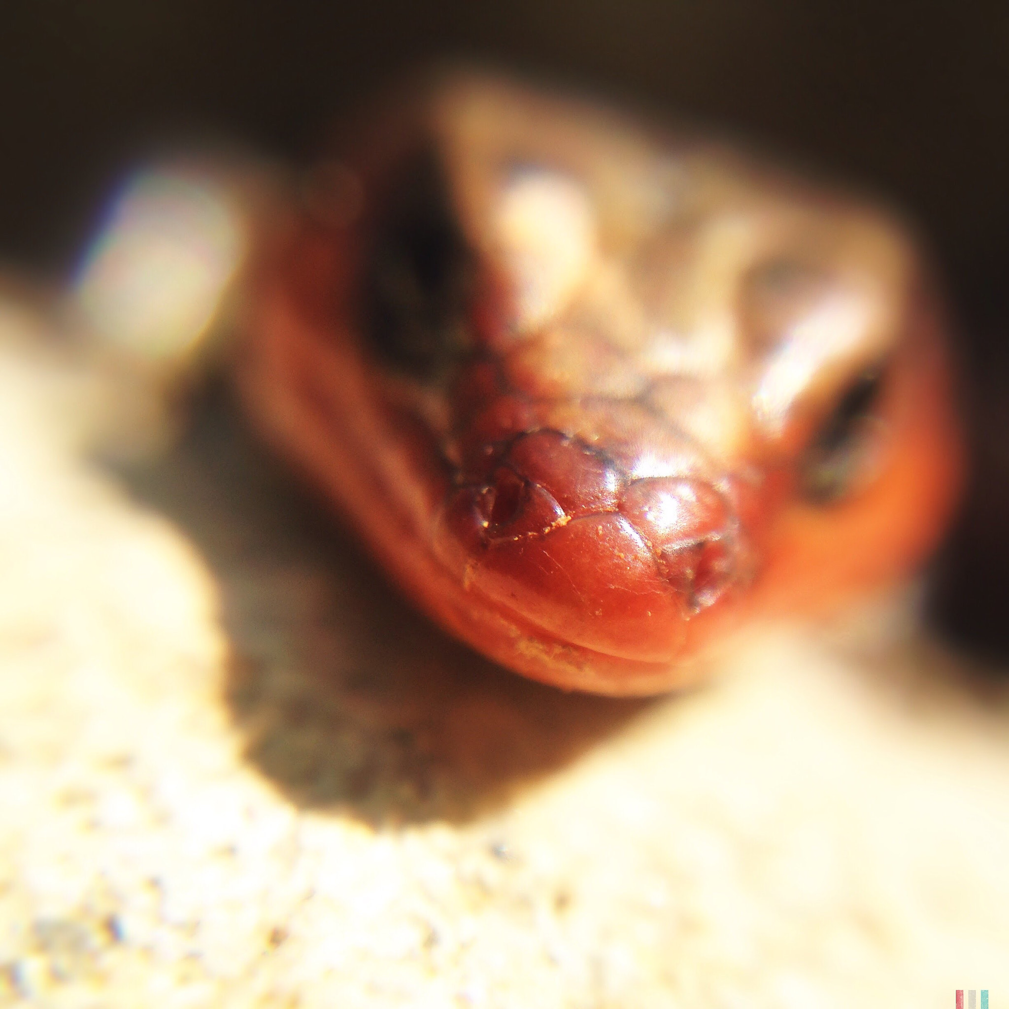 Hipstamatic 280 sample photo. An orange lizard looking at me photography