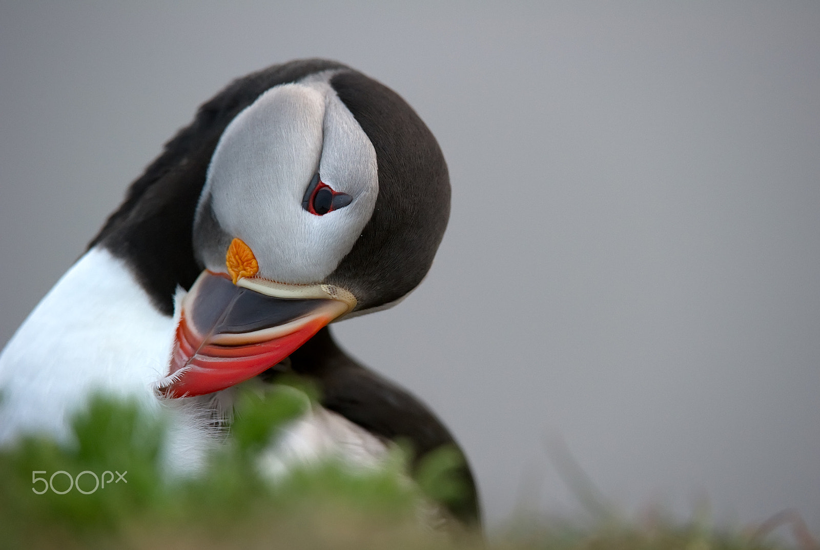 Nikon AF-S Nikkor 200-400mm F4G ED-IF VR sample photo. Puffin photography