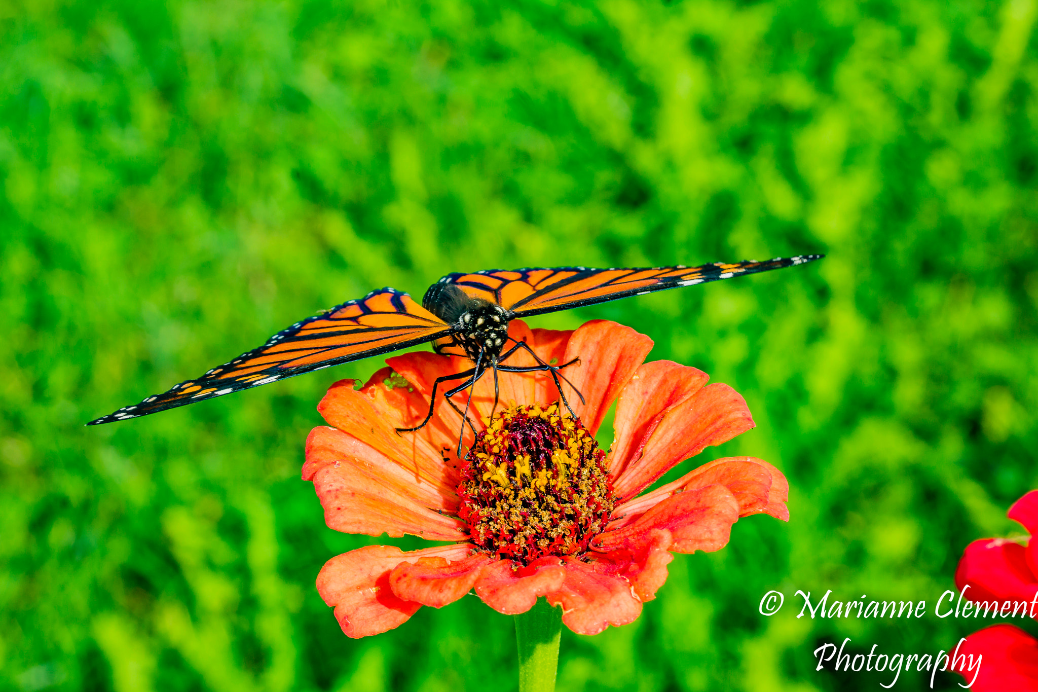 Canon EF-S 60mm F2.8 Macro USM sample photo. Oh sweet pollen photography