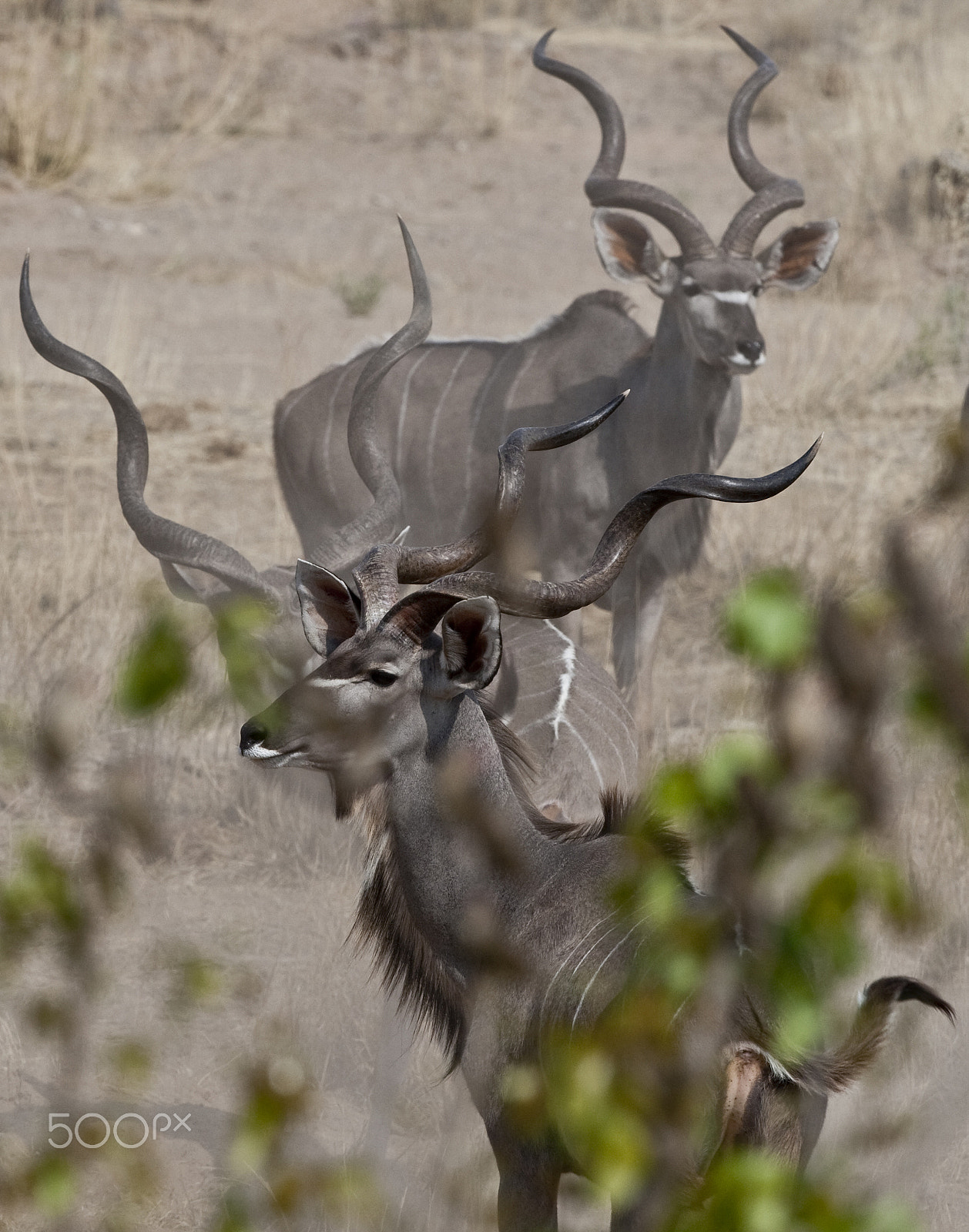 Canon EOS-1D Mark III + Canon EF 400mm F2.8L IS USM sample photo. Kudu pair photography
