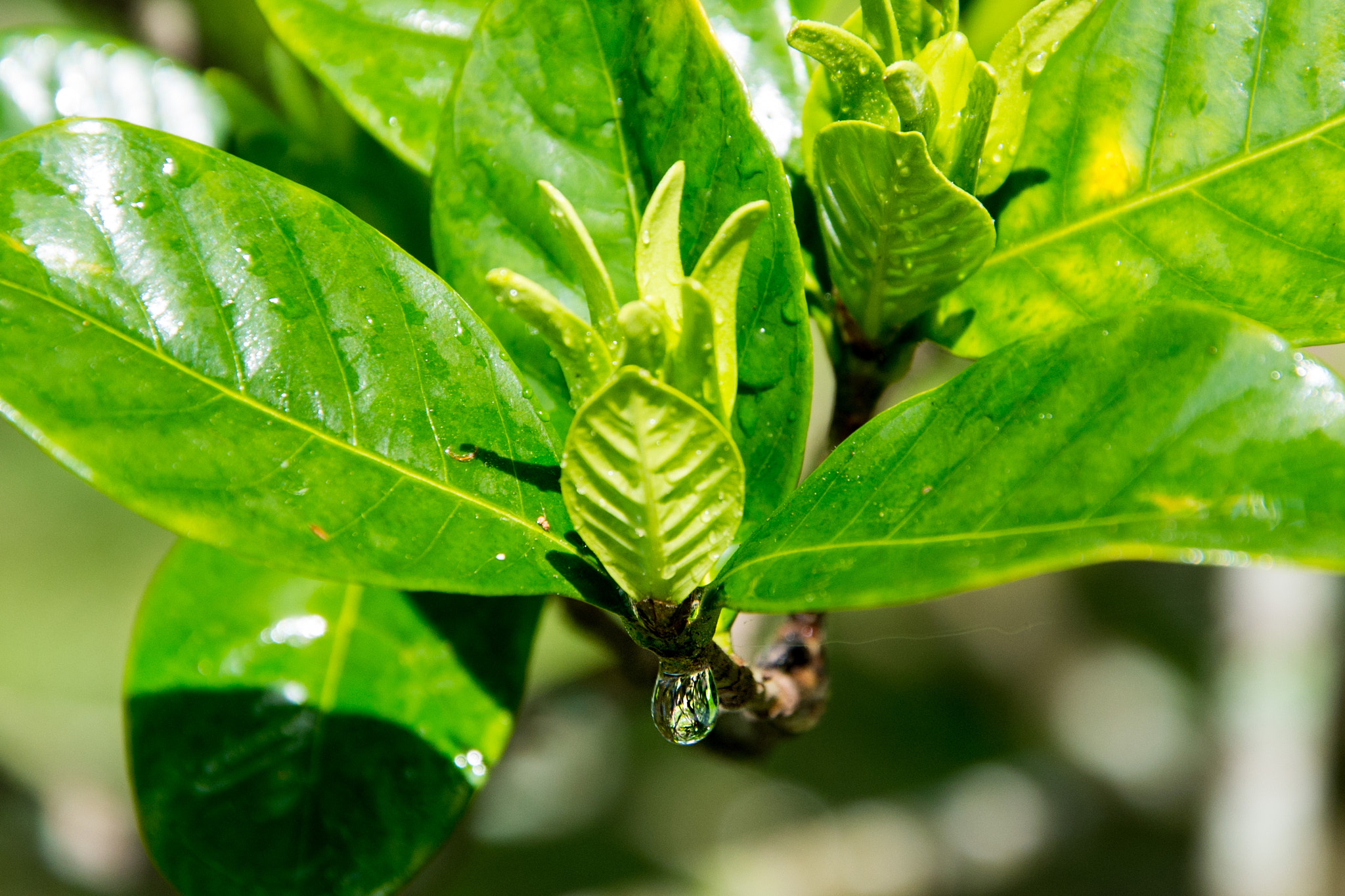 Nikon D600 sample photo. New gardenia bud photography