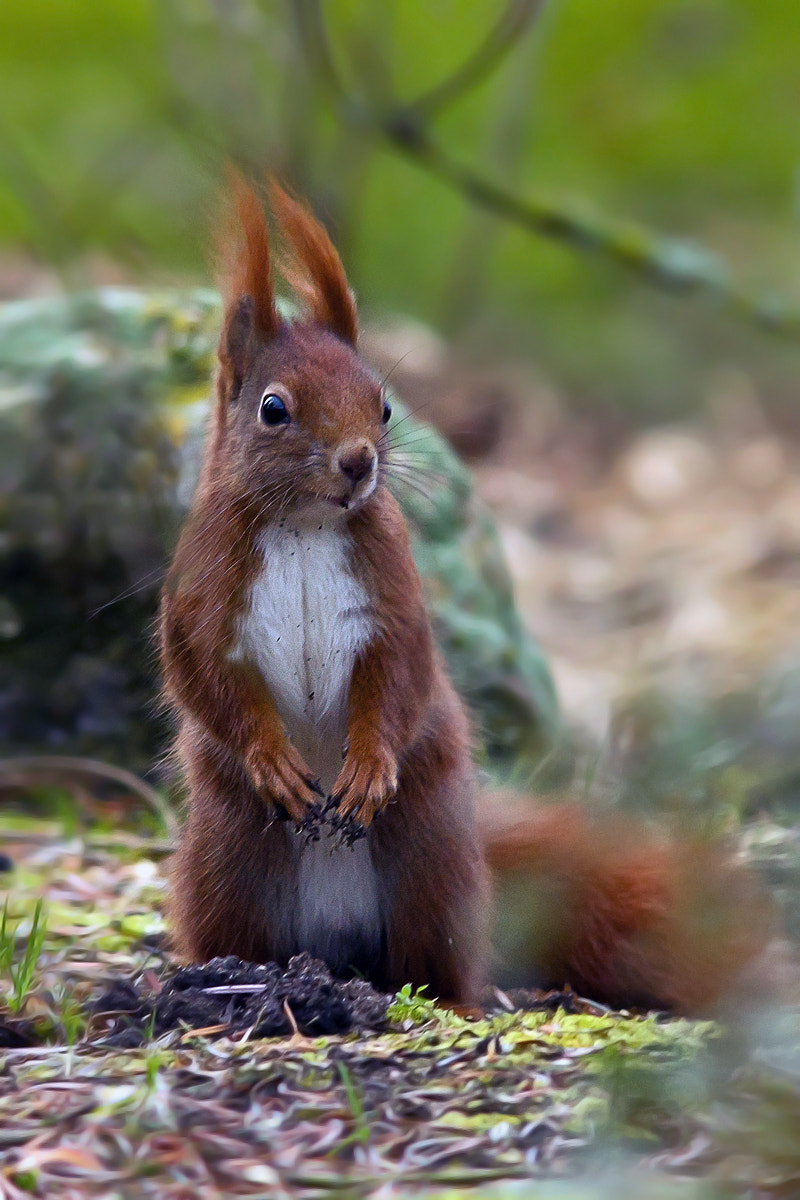 Sigma 300mm F2.8 APO EX DG HSM sample photo. Squirrel photography